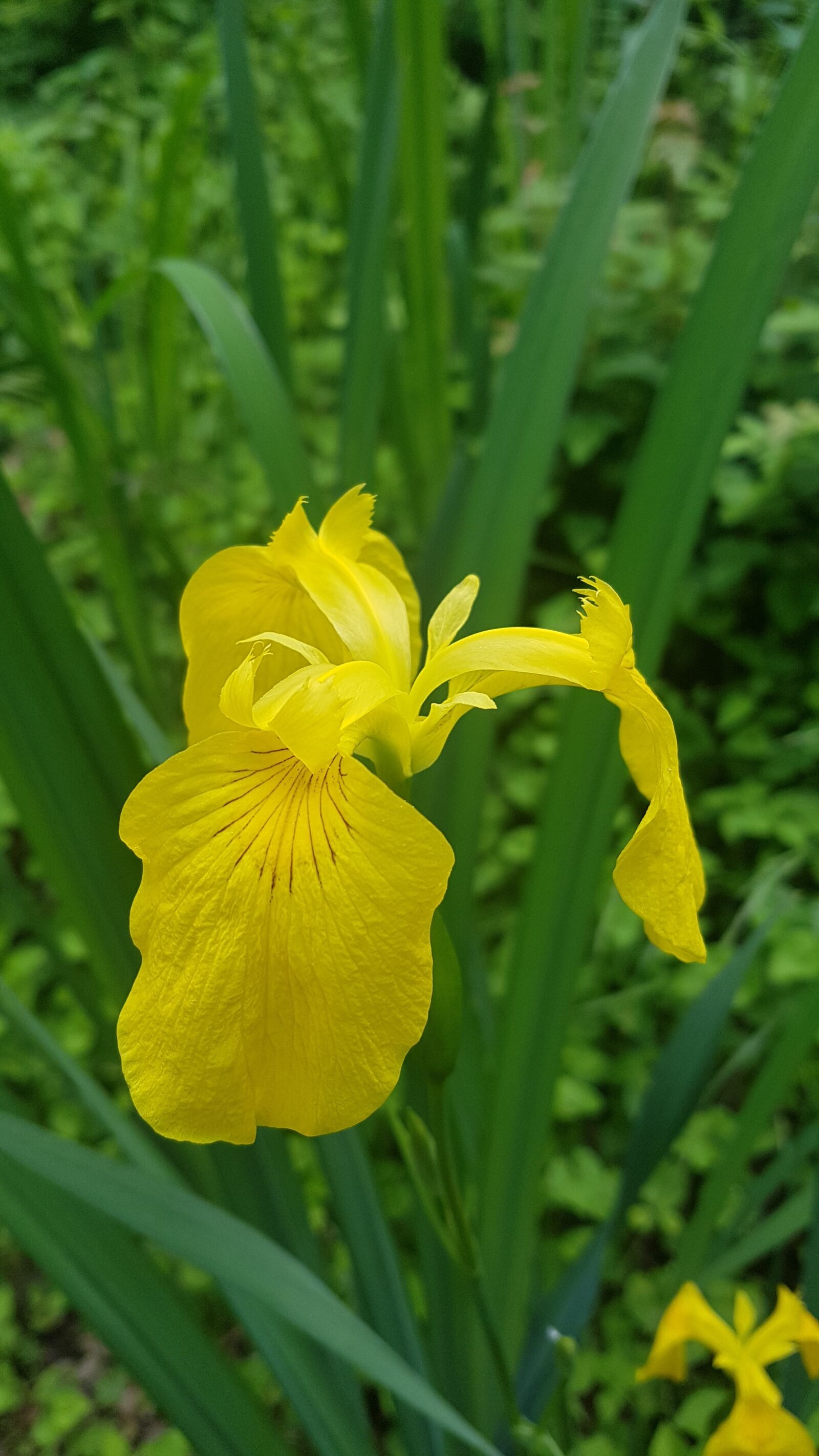 Samsung Galaxy S7 sample photo. Yellow flower, yellow, flower photography