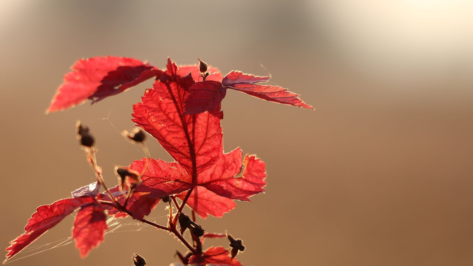 Canon EF 70-300 F4-5.6 IS II USM sample photo. Red leaves, autumn, sunset photography