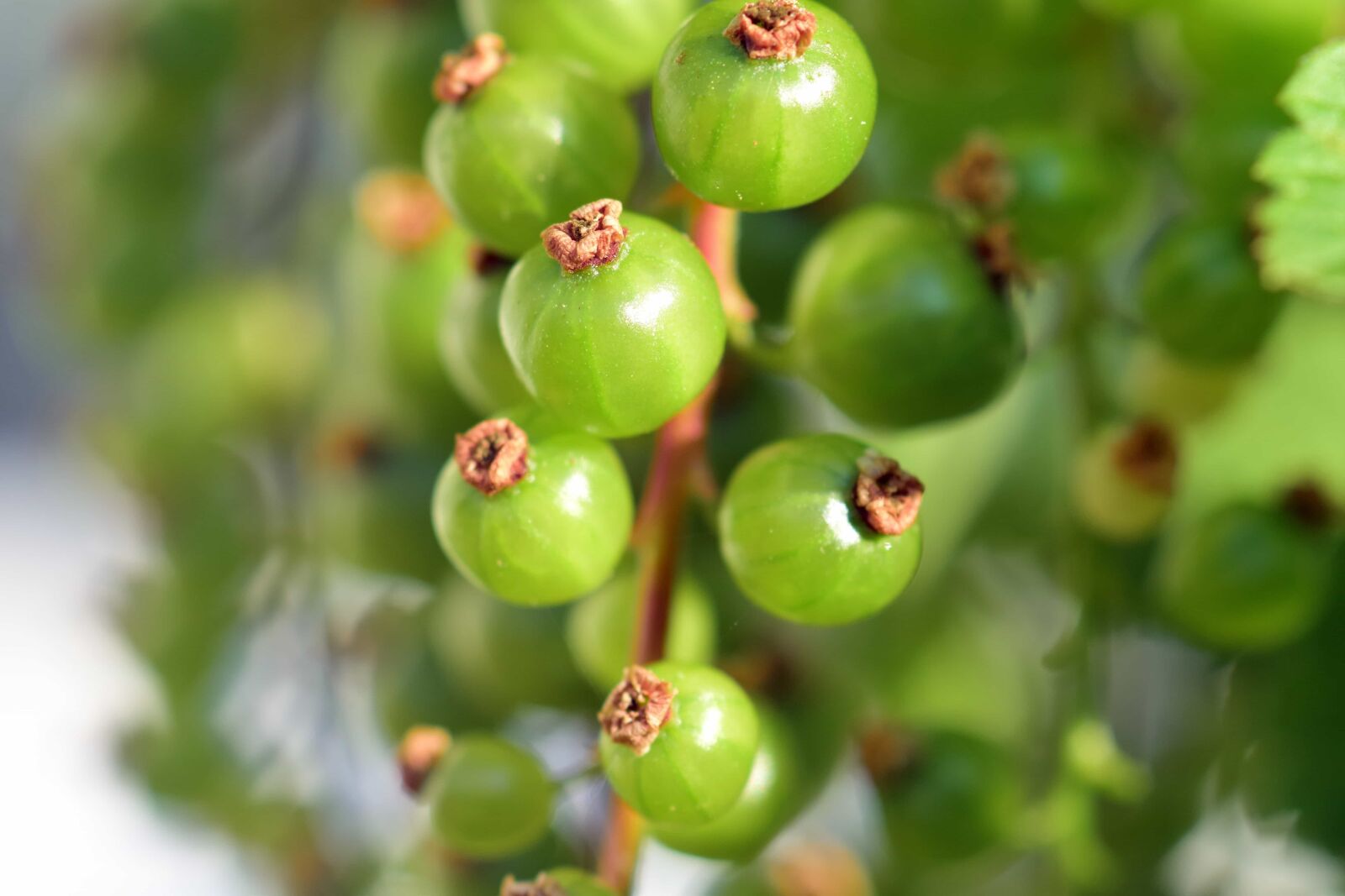 Nikon D3300 sample photo. Food, leaf, nature, fruit photography