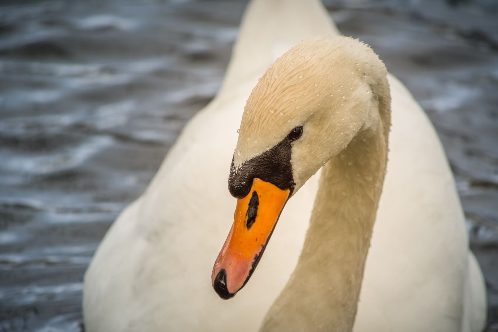 Nikon D7200 sample photo. Swan, animal, water photography