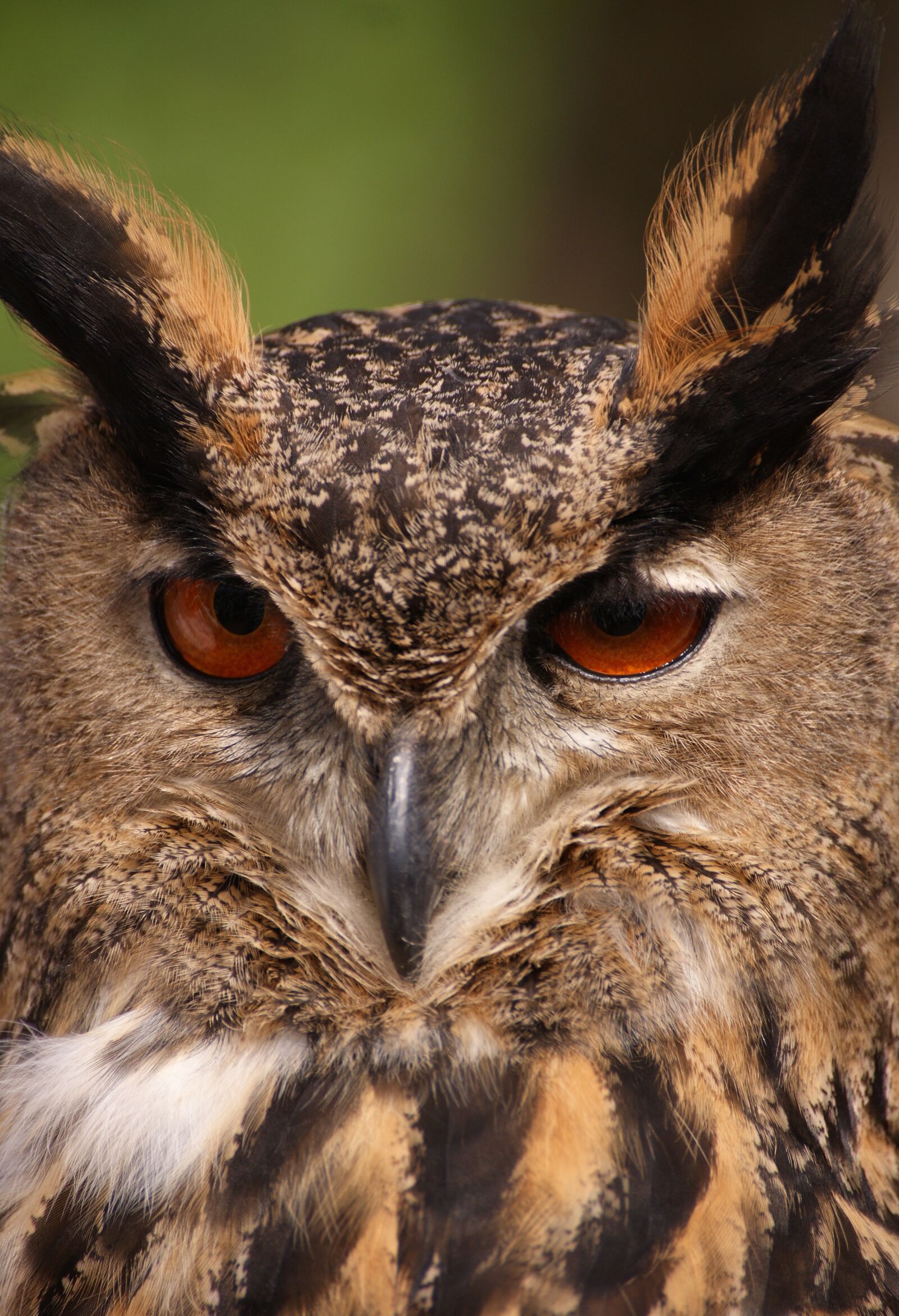 Sony Alpha DSLR-A350 sample photo. Owl, bird, animal photography
