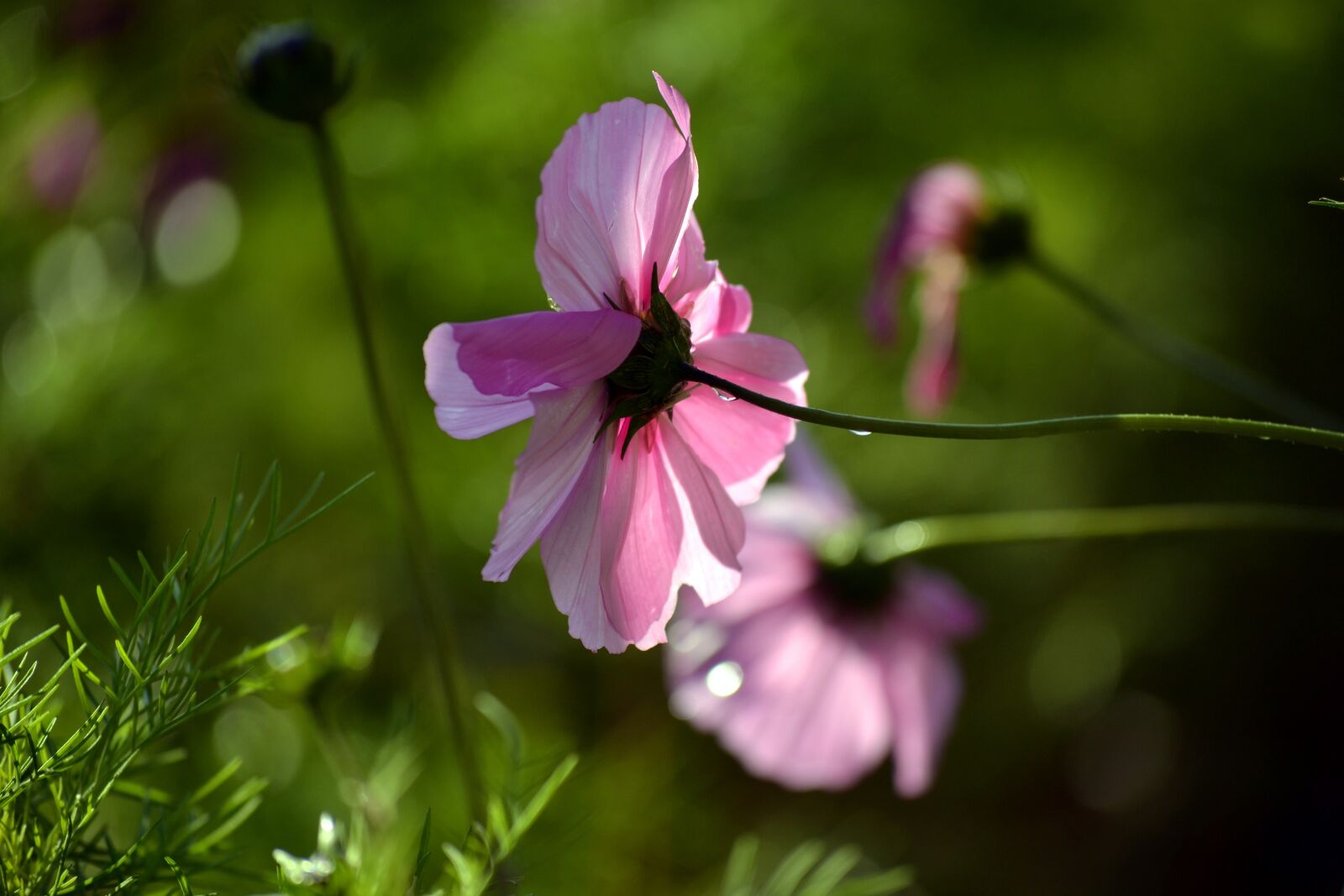Nikon D3100 sample photo. Pink cosmos, blossom, nature photography
