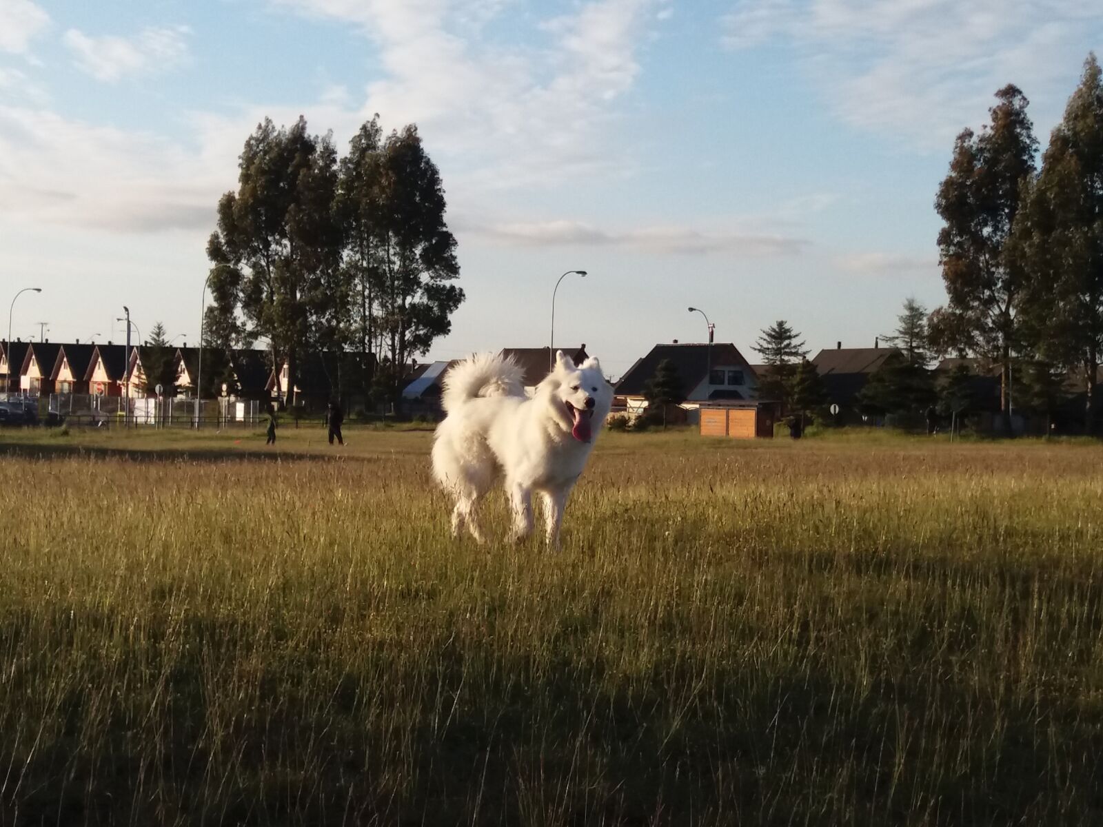 Samsung Galaxy J5(2016) sample photo. Dog, samoyed, pet photography