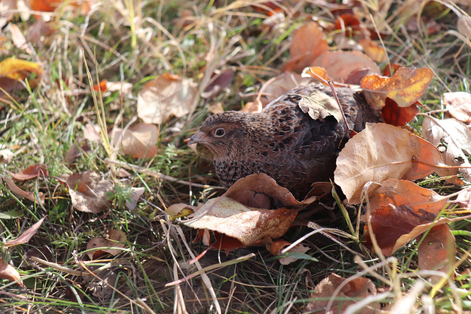 Canon EOS 200D (EOS Rebel SL2 / EOS Kiss X9) sample photo. Quail, nature, food photography