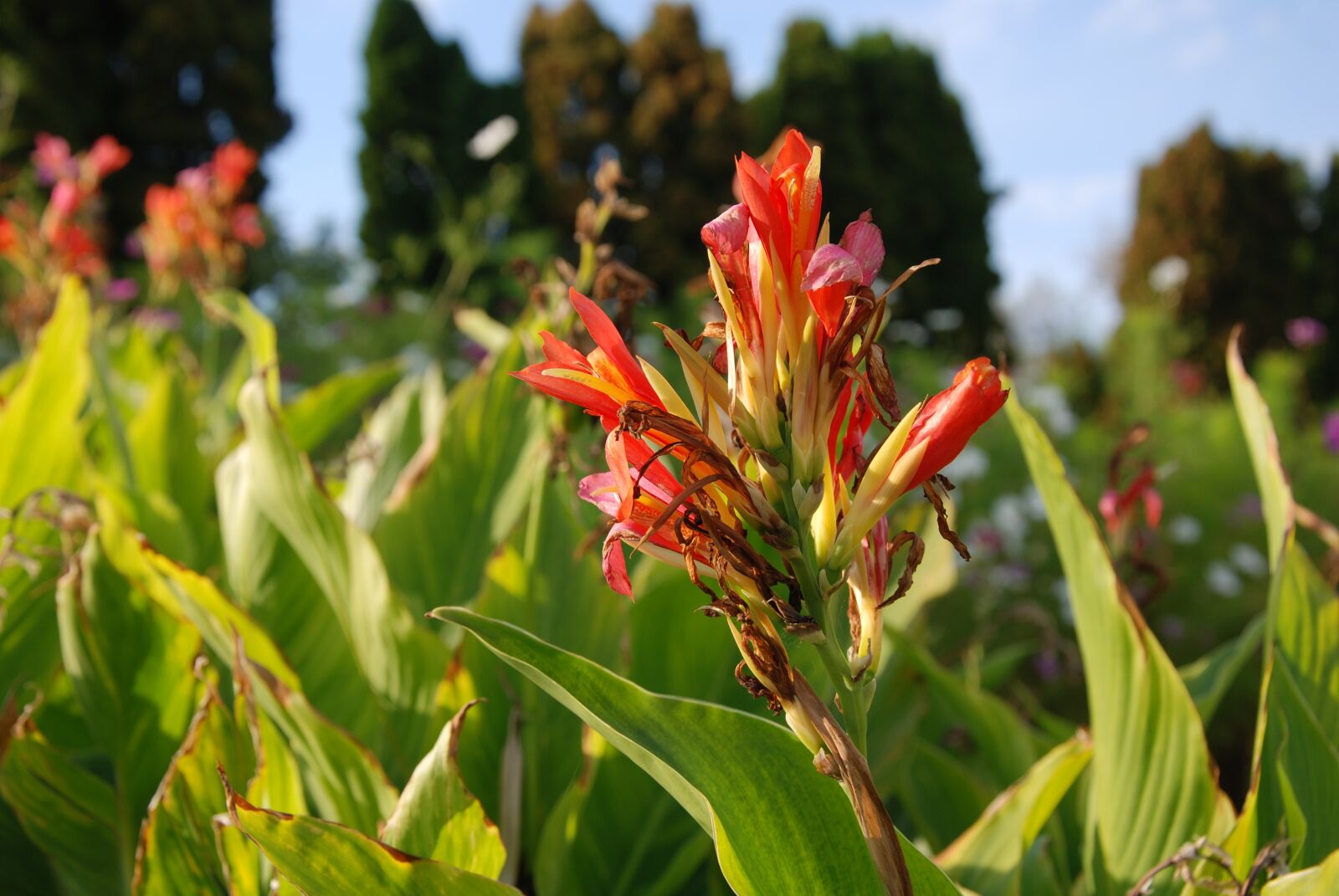 Nikon D80 sample photo. Flower, macro, closeup photography