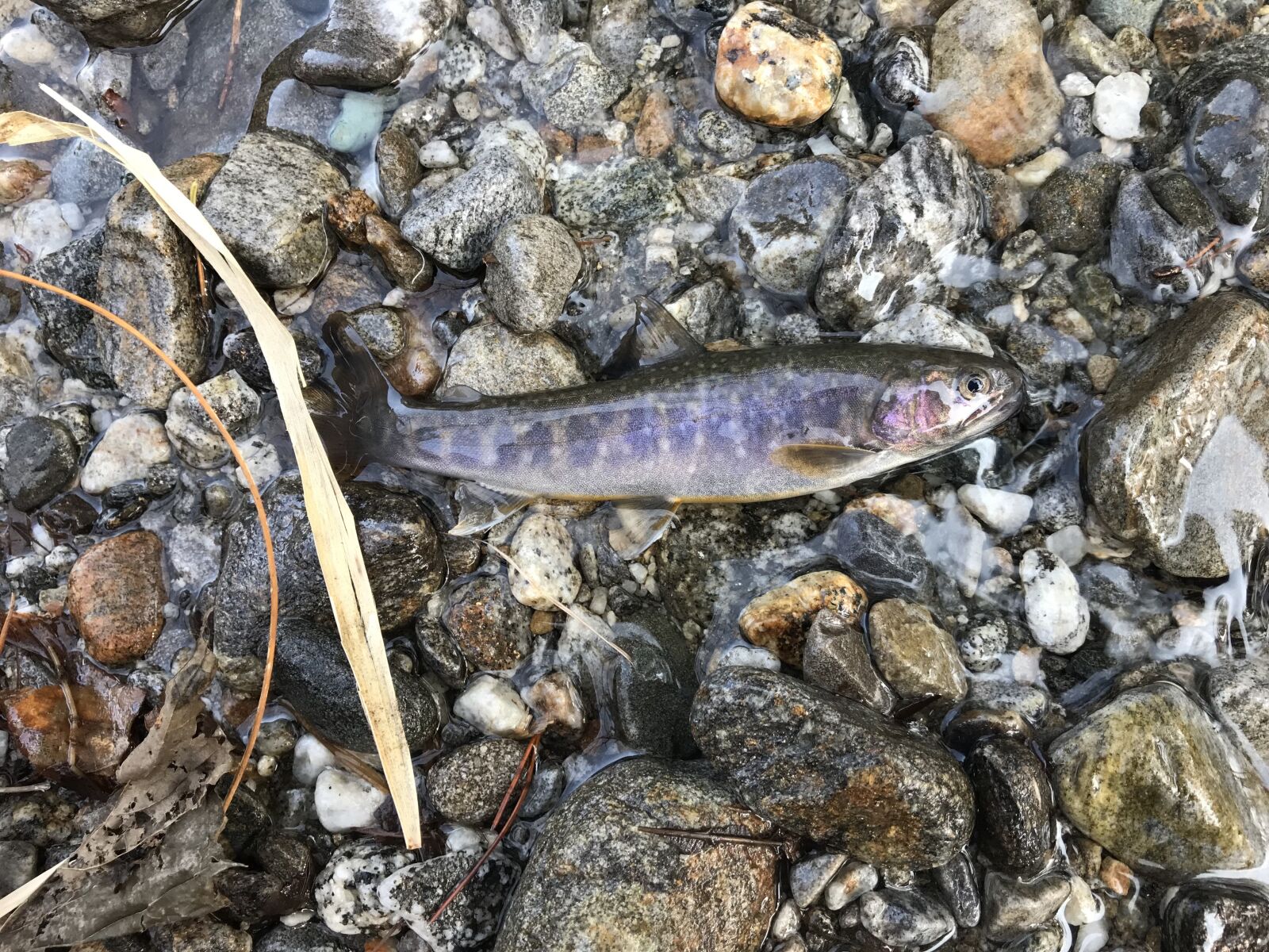 Apple iPhone 7 sample photo. Natural, fish photography