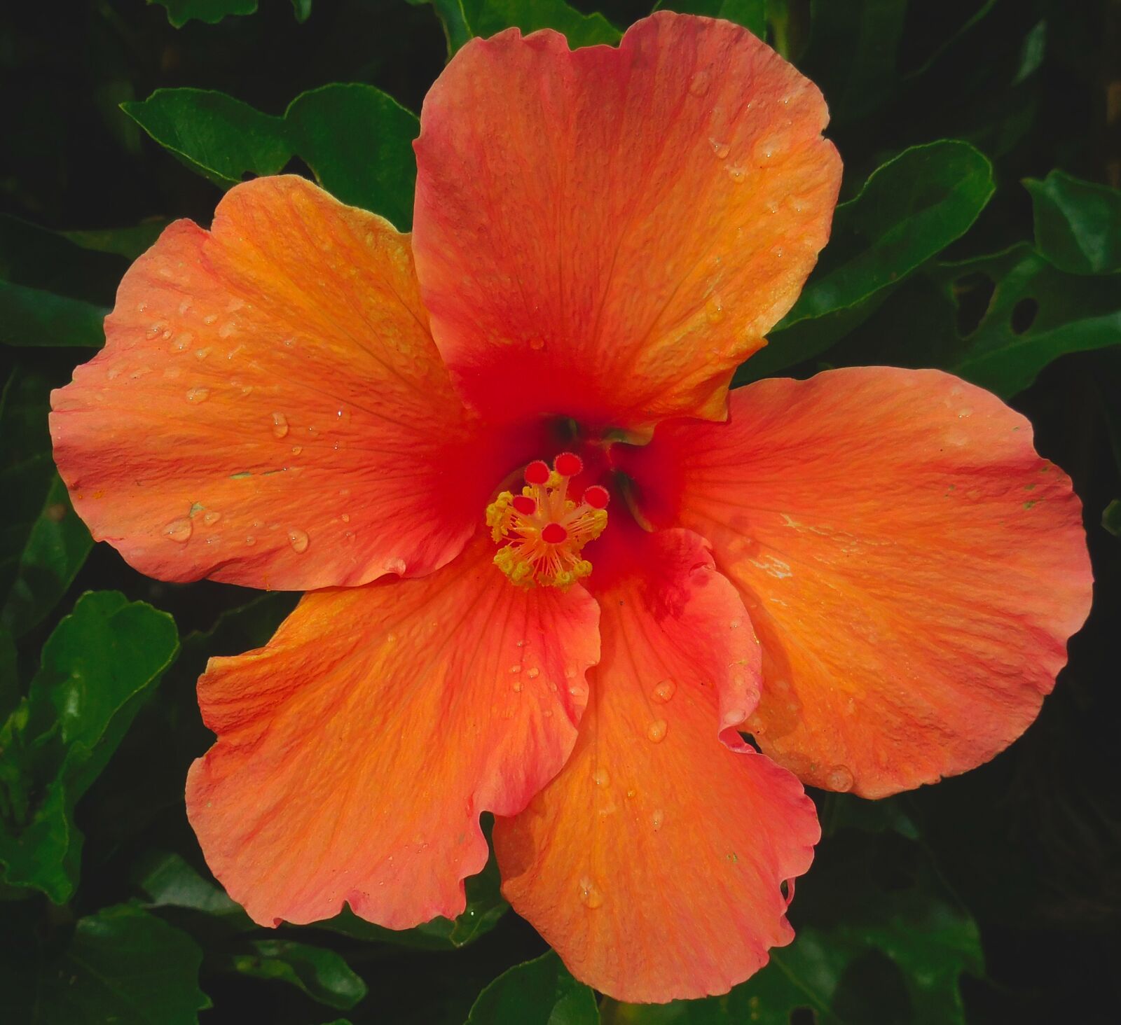 Nikon Coolpix S6900 sample photo. Hibiscus, orange, nature photography