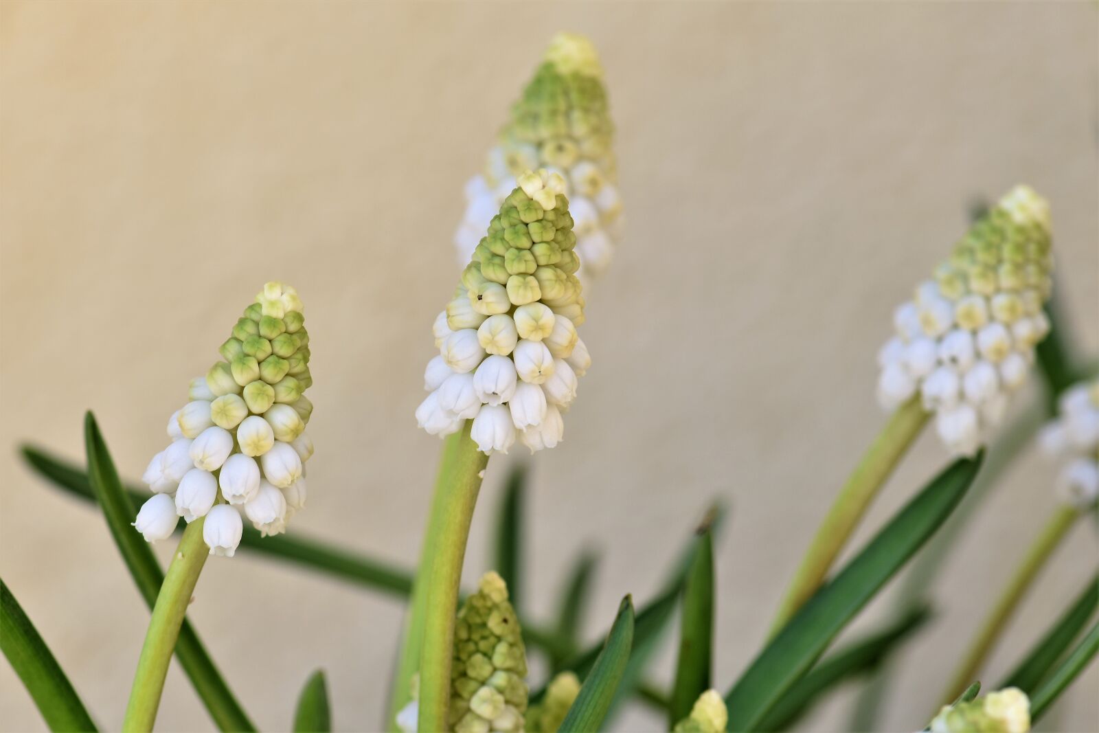 Nikon D5500 sample photo. Nature, flower, plant photography
