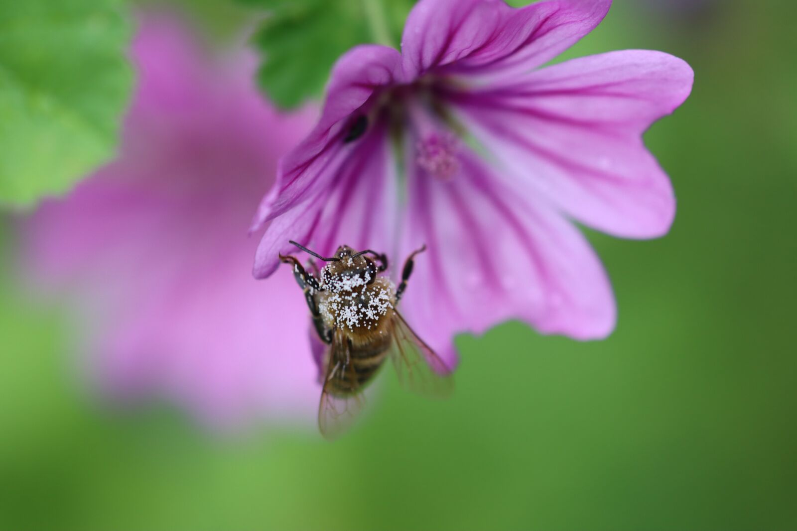 Canon EOS 90D sample photo. Bee, hummel, flower photography