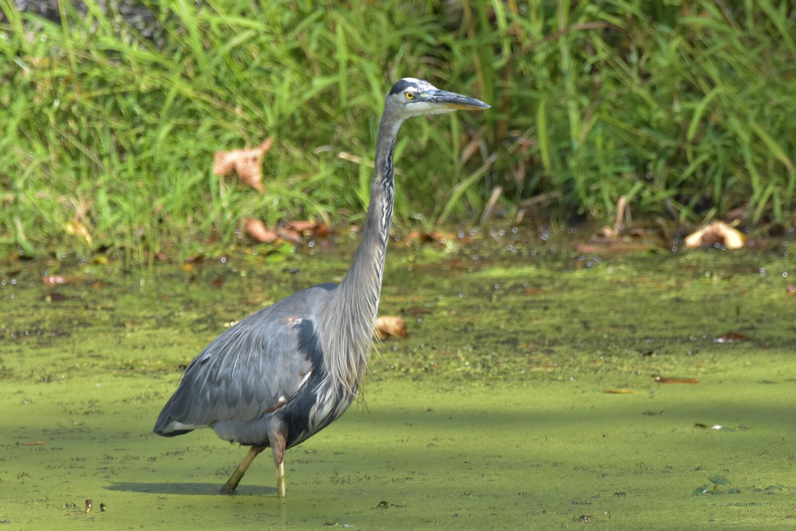 Nikon D3400 sample photo. Bird, great blue heron photography