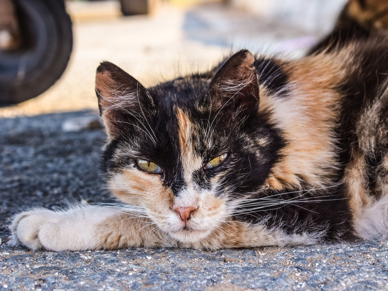 Nikon D3300 sample photo. Cat, stray, looking photography