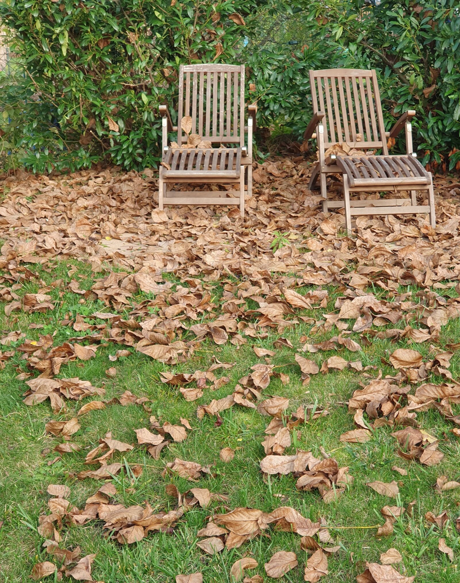 Samsung Galaxy S10 sample photo. Autumn, garden, leaves photography