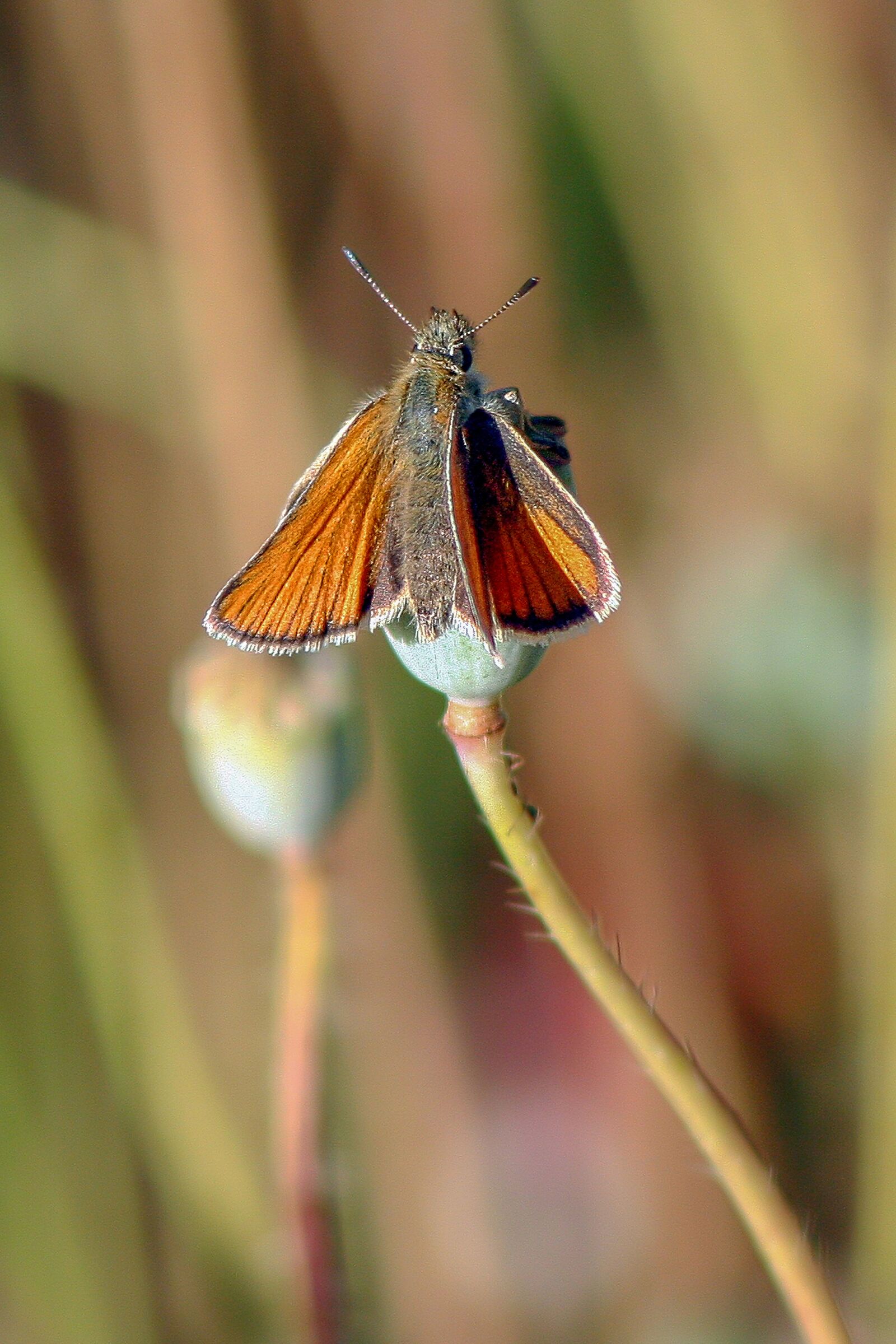 Canon EOS 350D (EOS Digital Rebel XT / EOS Kiss Digital N) sample photo. Small skipper, butterfly, wings photography
