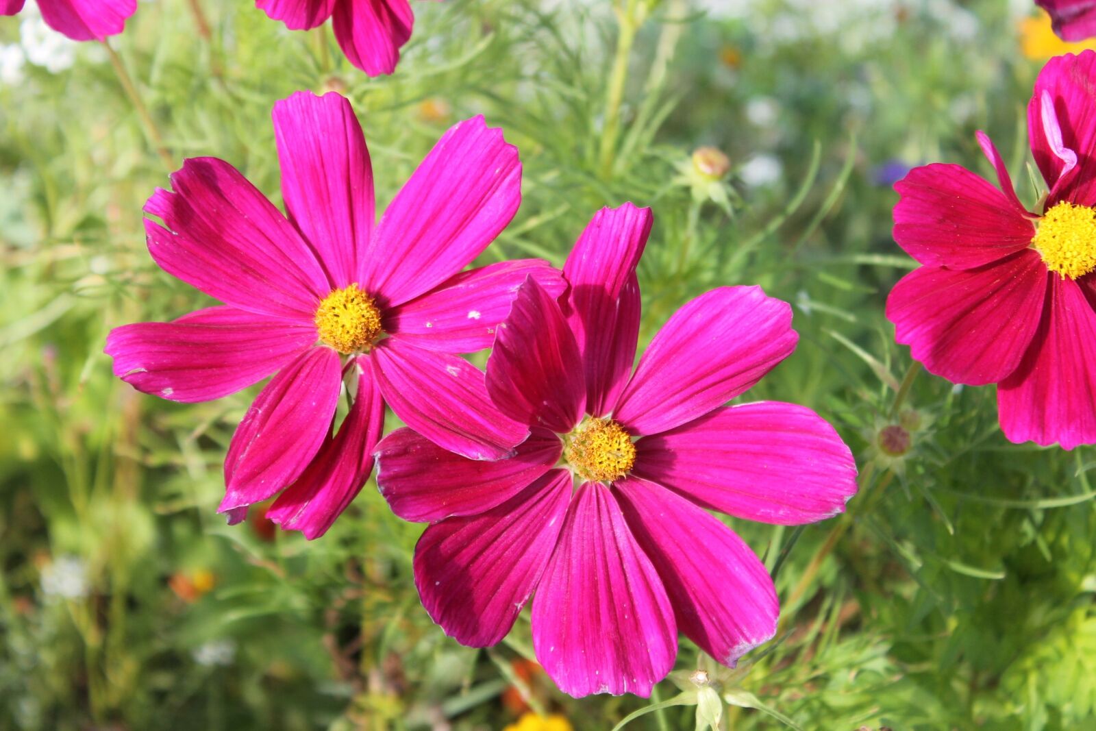 Canon EOS 1100D (EOS Rebel T3 / EOS Kiss X50) sample photo. Autumn, flowers, pink photography
