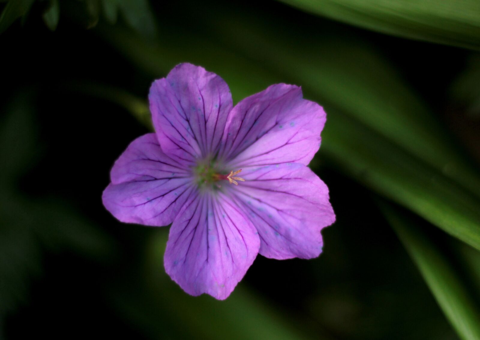 Canon EOS 600D (Rebel EOS T3i / EOS Kiss X5) sample photo. Geranium versicolor, pelagonia, garden photography