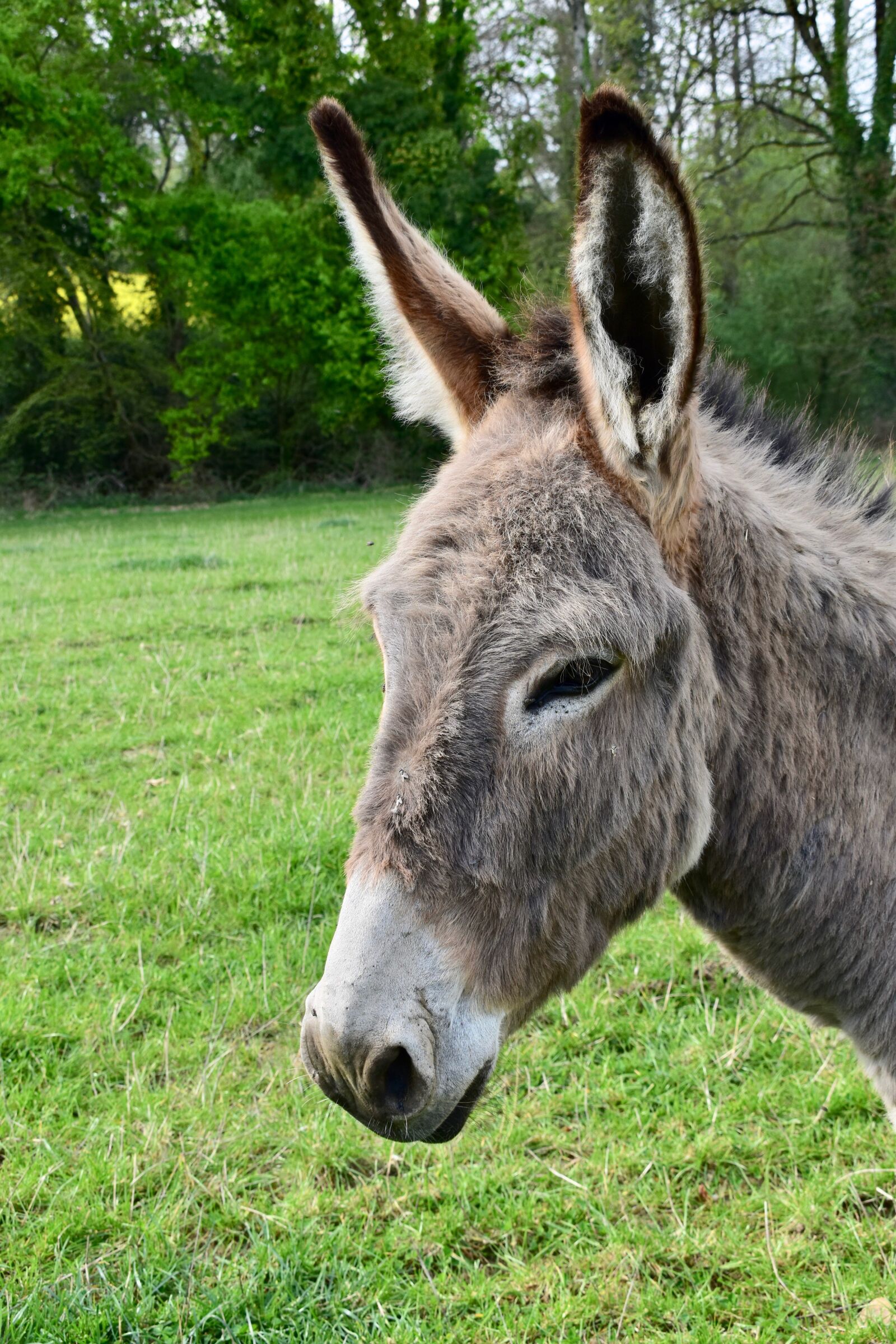 Nikon D5600 sample photo. Donkey, equine, herbivore photography