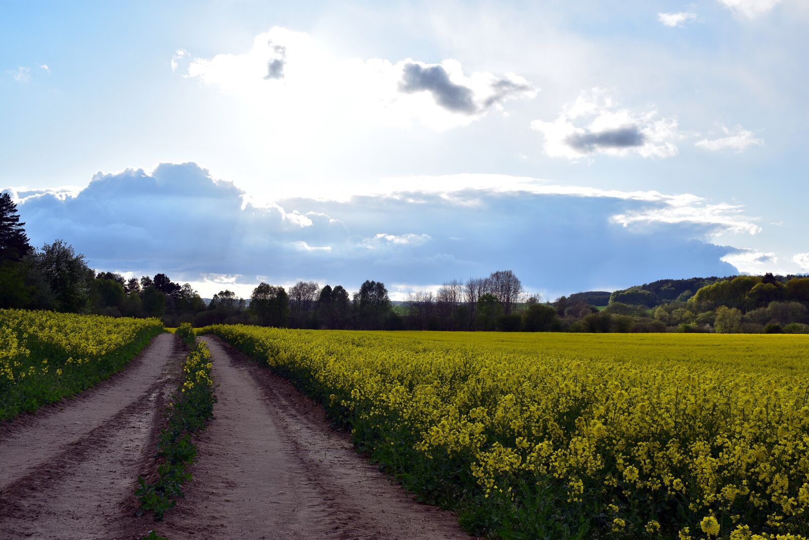 Nikon D3400 sample photo. Rapeseed, field, flower photography