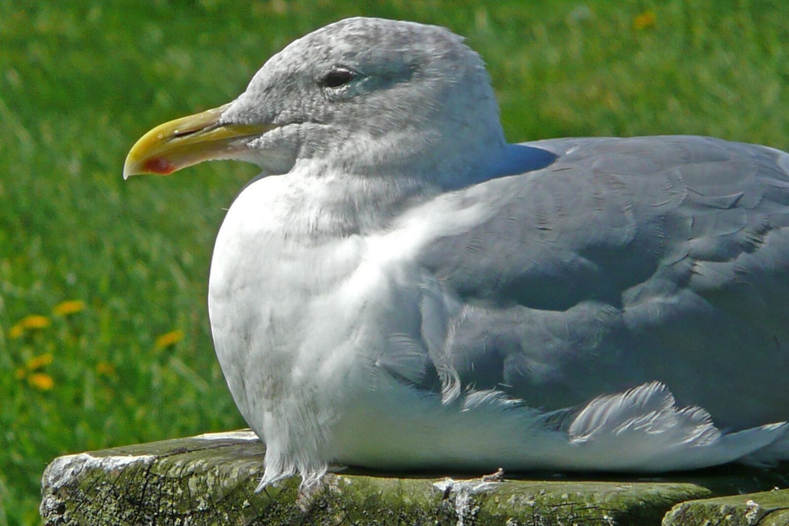 Panasonic DMC-TZ3 sample photo. Seagull, sitting, bird photography