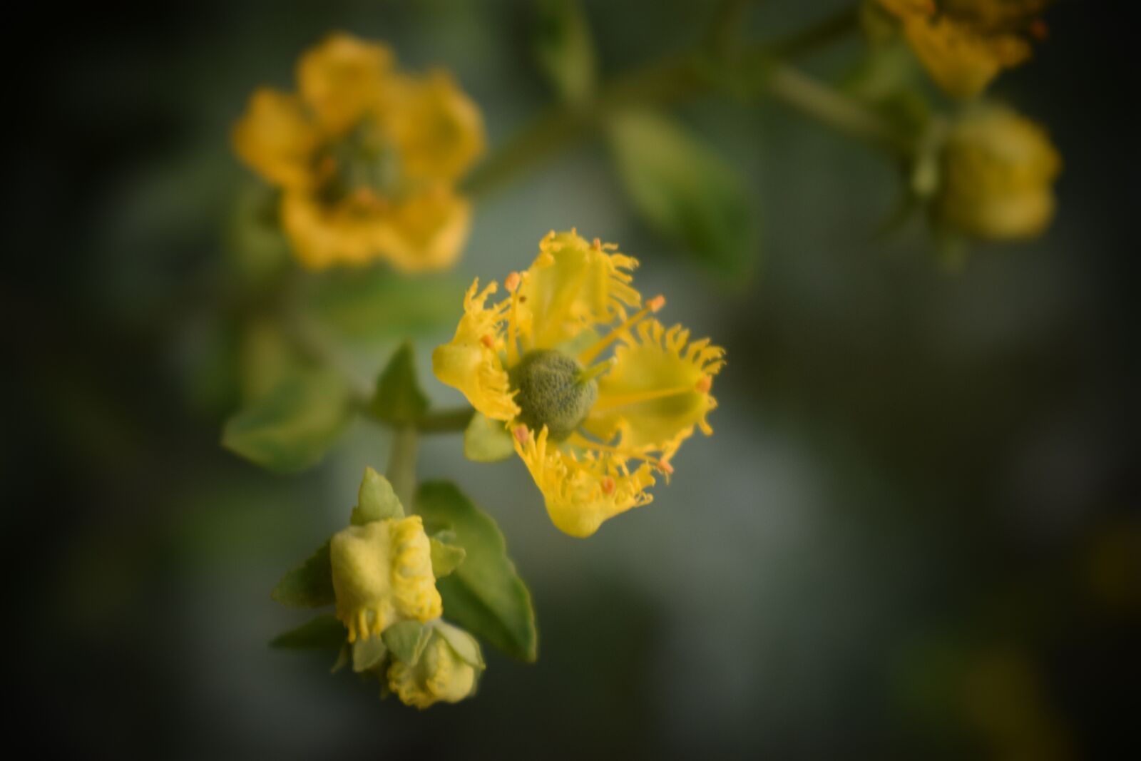 Nikon D3300 sample photo. Flower, flowers, nature photography