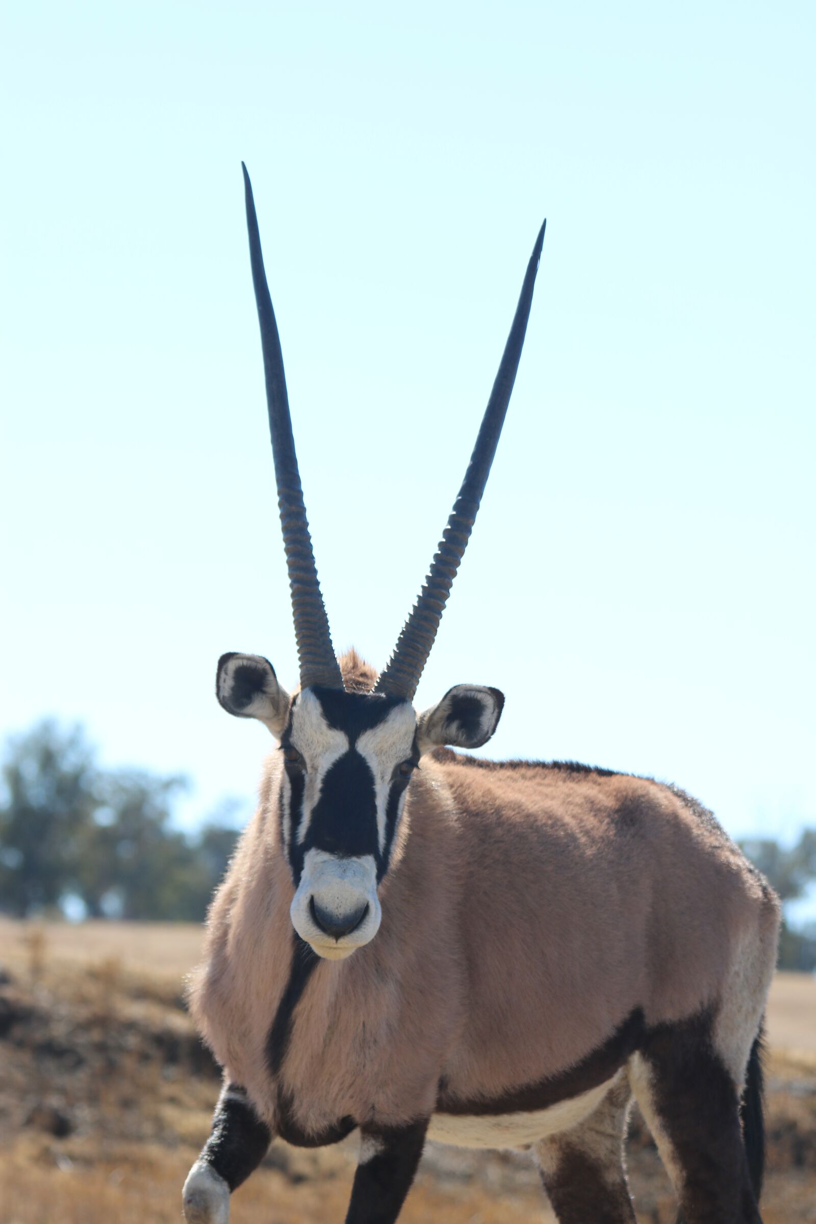Canon EOS 760D (EOS Rebel T6s / EOS 8000D) sample photo. Oryx, spit bock, antelope photography