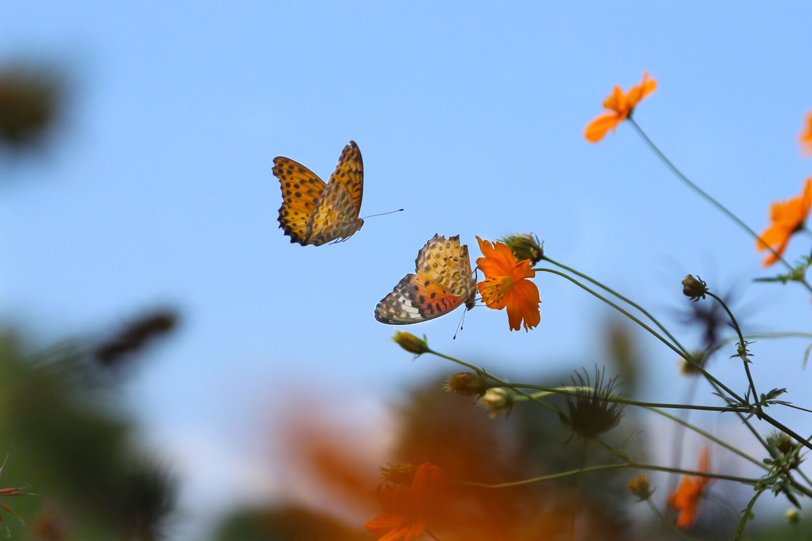 Canon EF 24-105mm F4L IS USM sample photo. Butterfly, brace, lycaena phlaeas photography