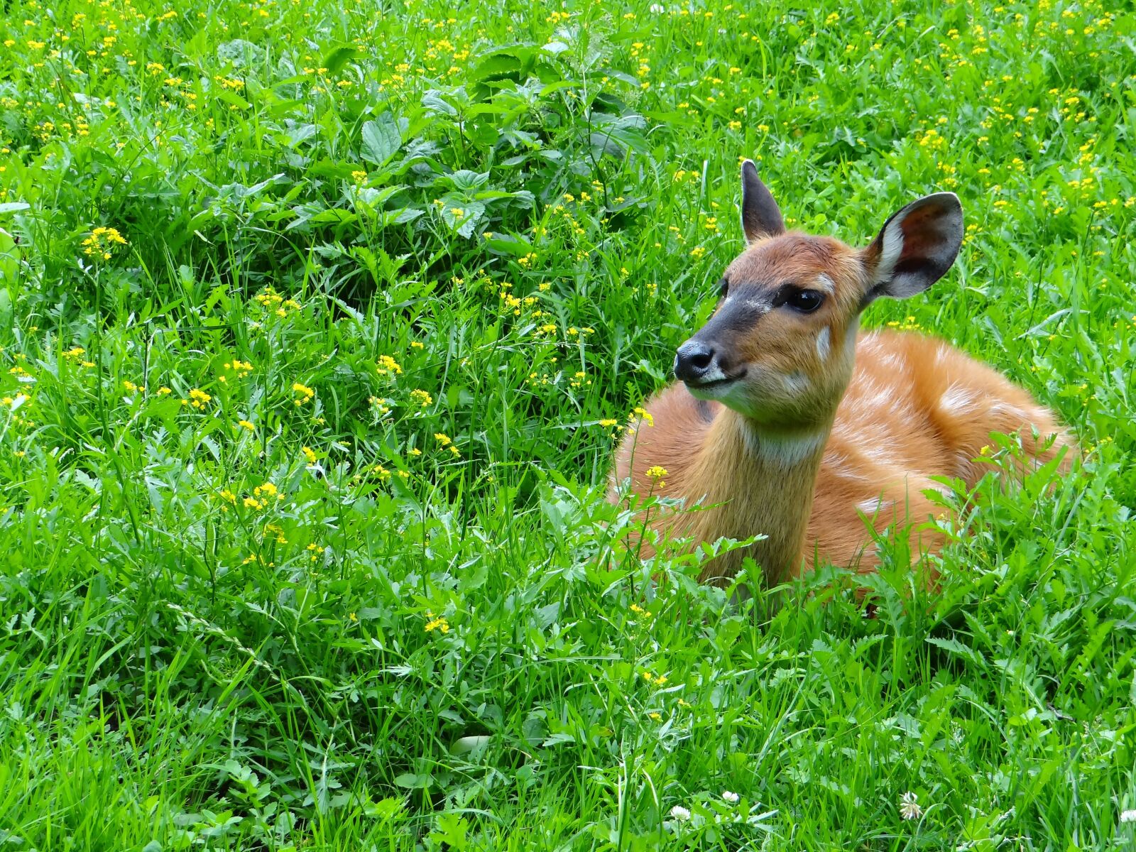 Sony DSC-HX200V sample photo. Wikunia, camelids, ungulates photography