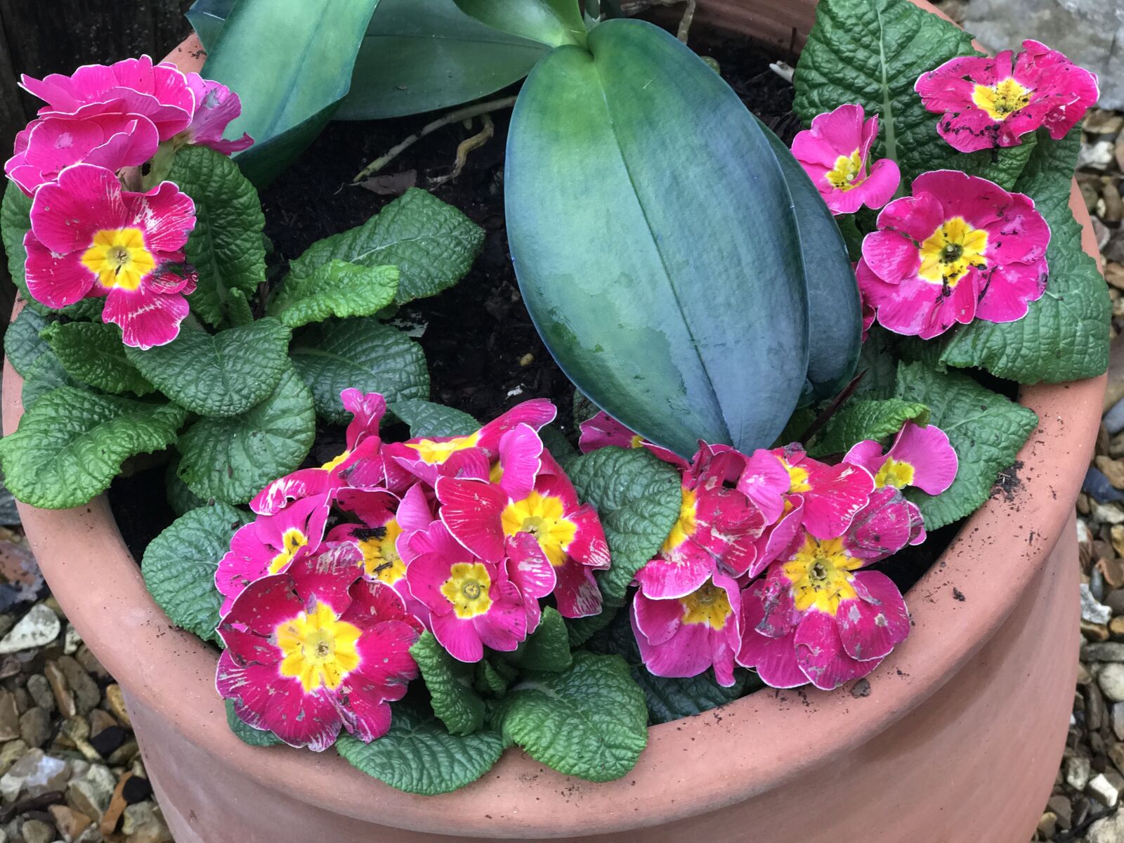iPhone 7 Plus back dual camera 6.6mm f/2.8 sample photo. Garden, nature, spring photography