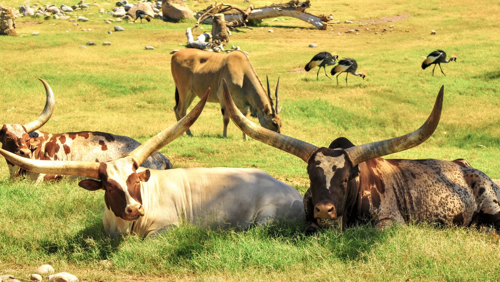 Nikon D300 sample photo. Cattle, african, africa photography