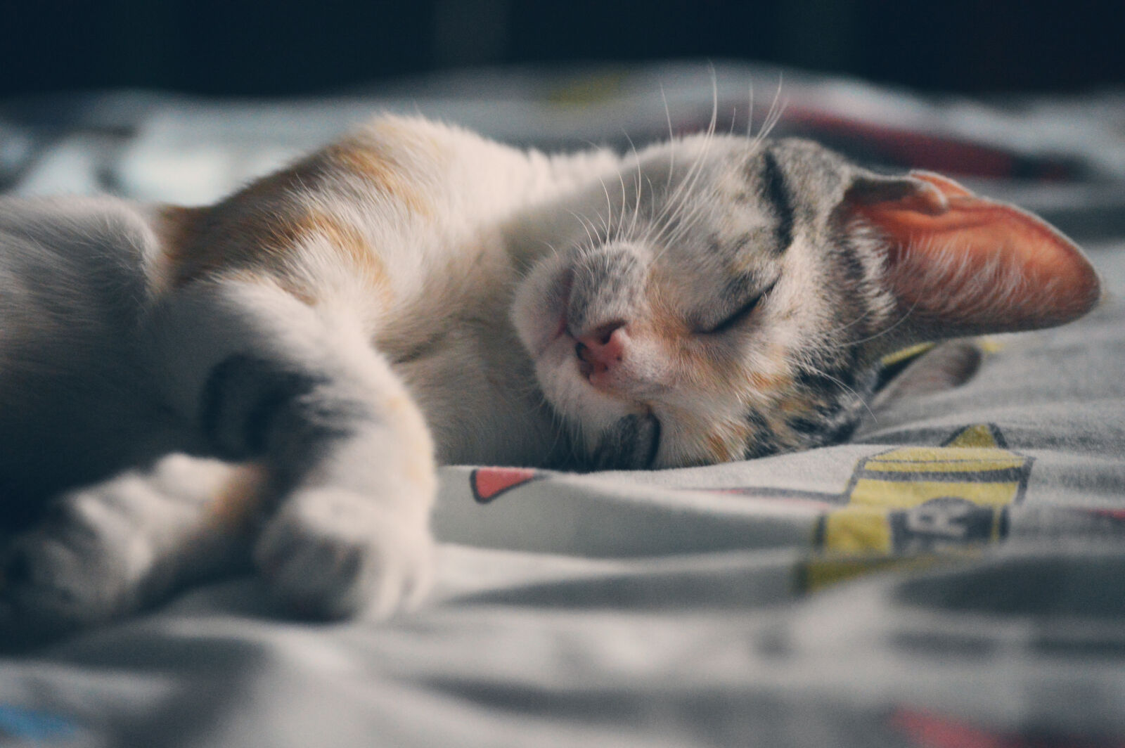 Nikon D3200 sample photo. Cat, sleeping photography