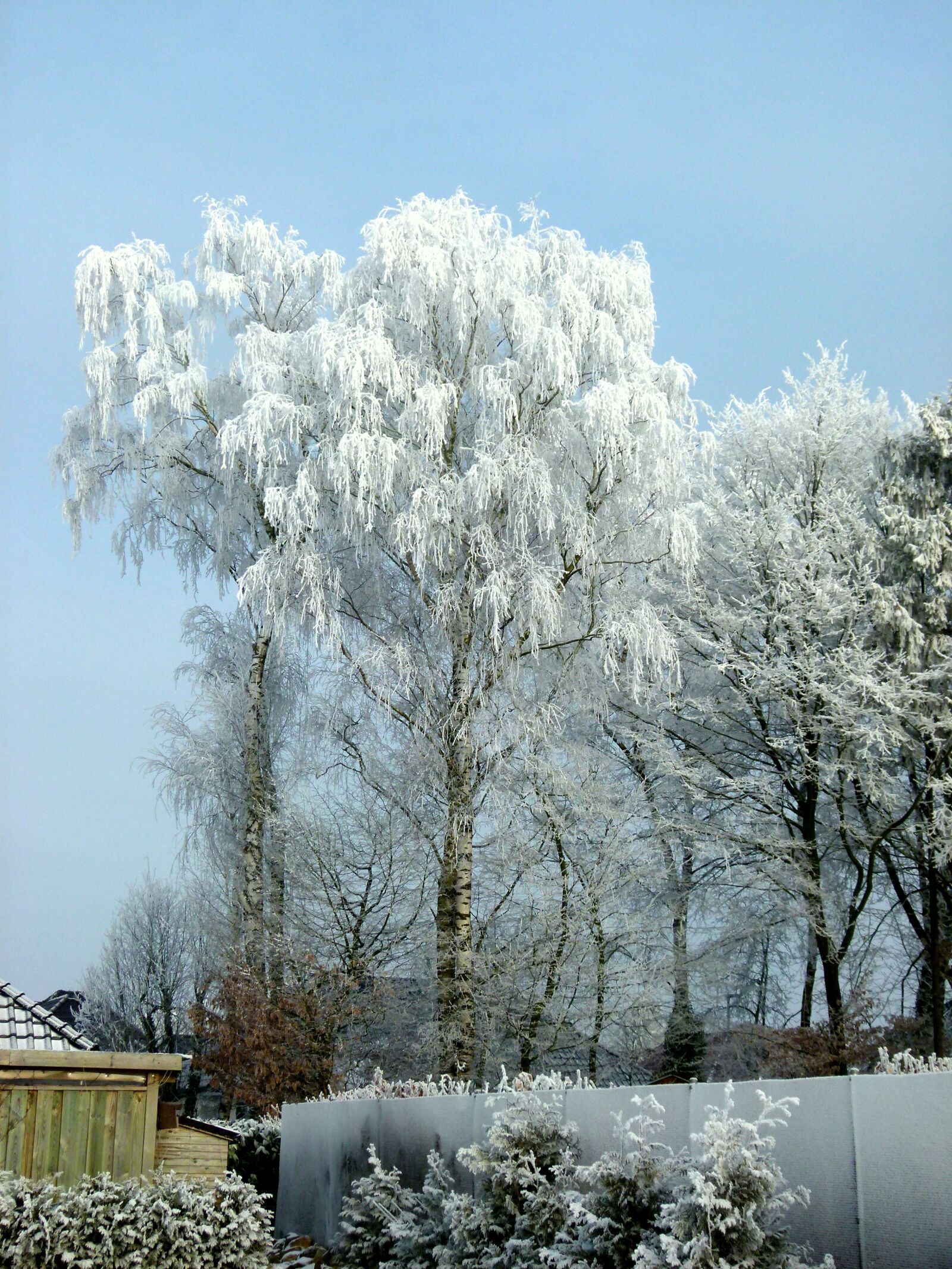 Panasonic Lumix DMC-FZ100 sample photo. Winter, ripe, wintry photography