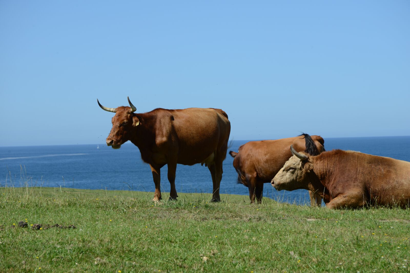 Nikon D800 sample photo. Animal, cow, livestock photography