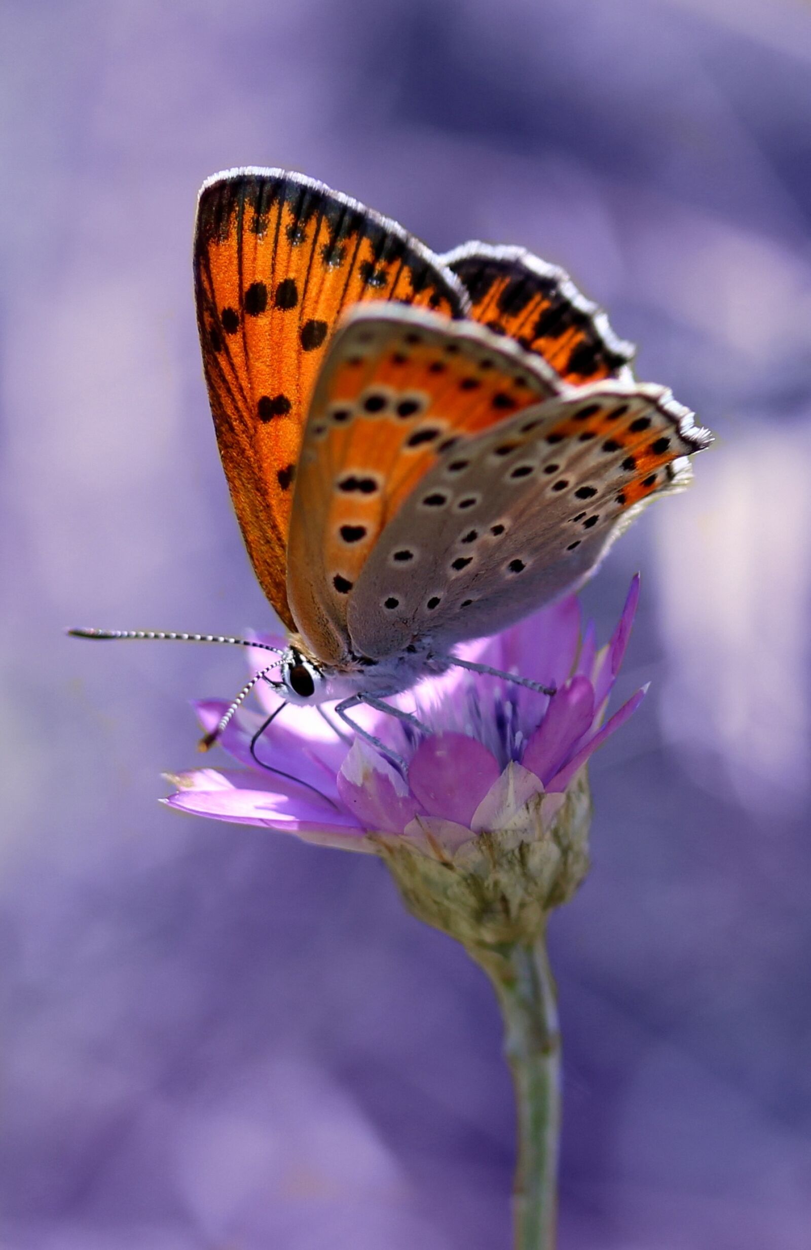 Canon EF-S 60mm F2.8 Macro USM sample photo. Butterfly, coloring, insecta photography
