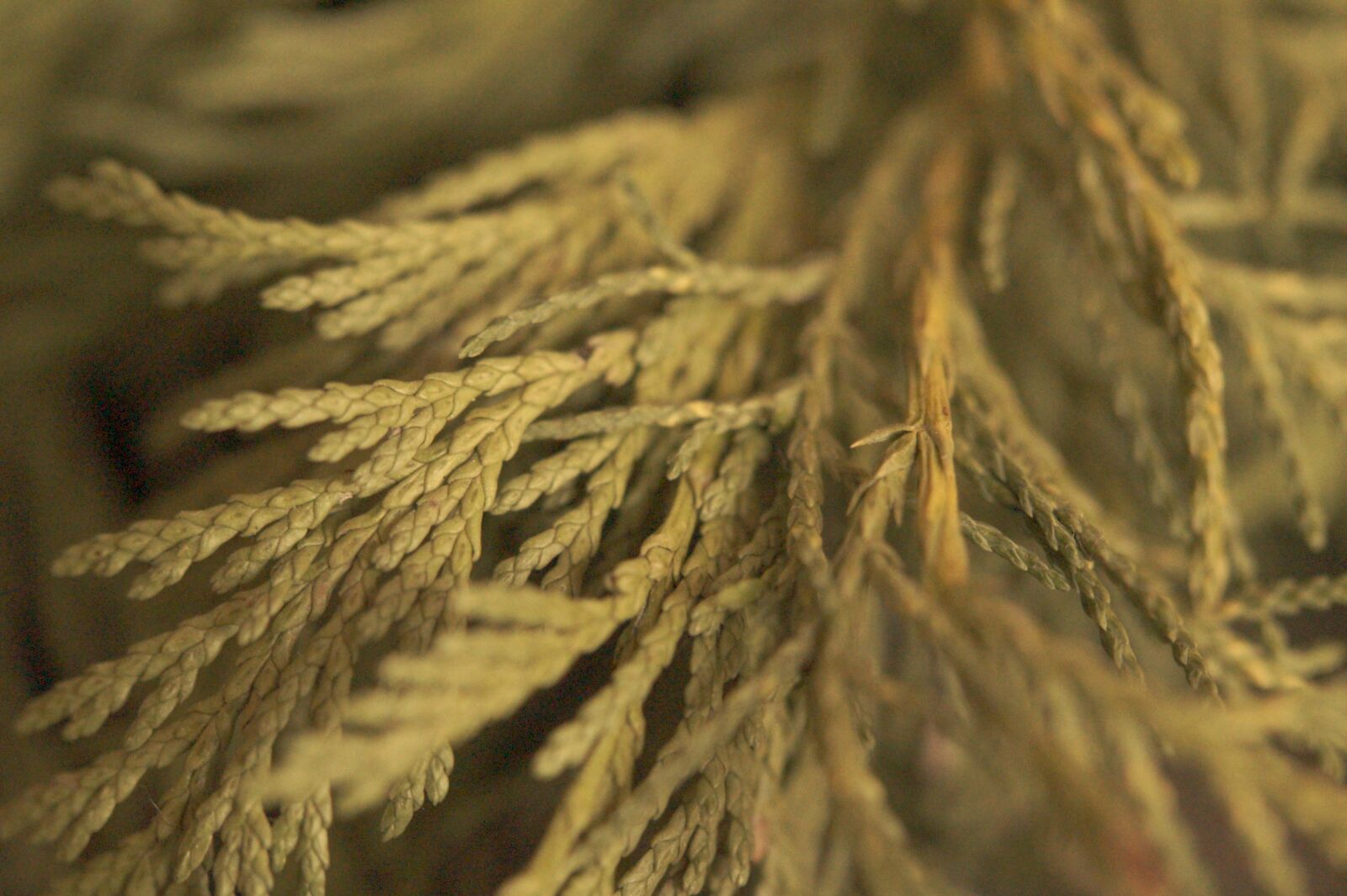 Sony SLT-A58 sample photo. Thuja, branches, plant photography