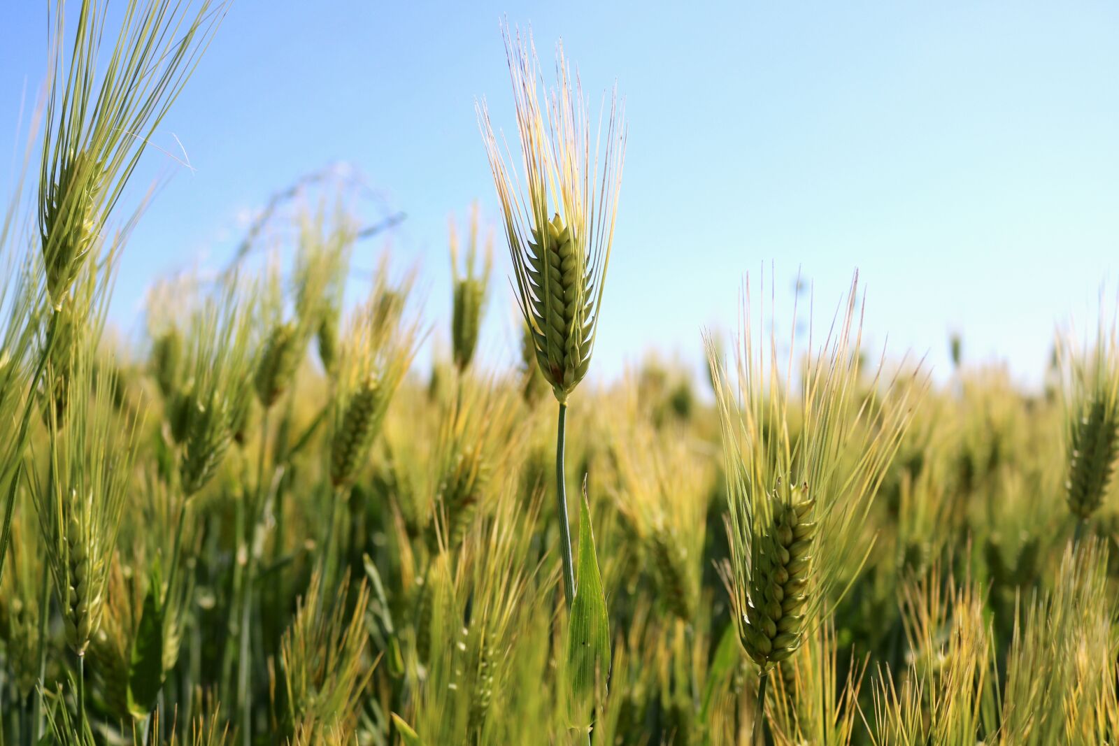 Canon EOS 750D (EOS Rebel T6i / EOS Kiss X8i) sample photo. Wheat, wheat field, gluten photography