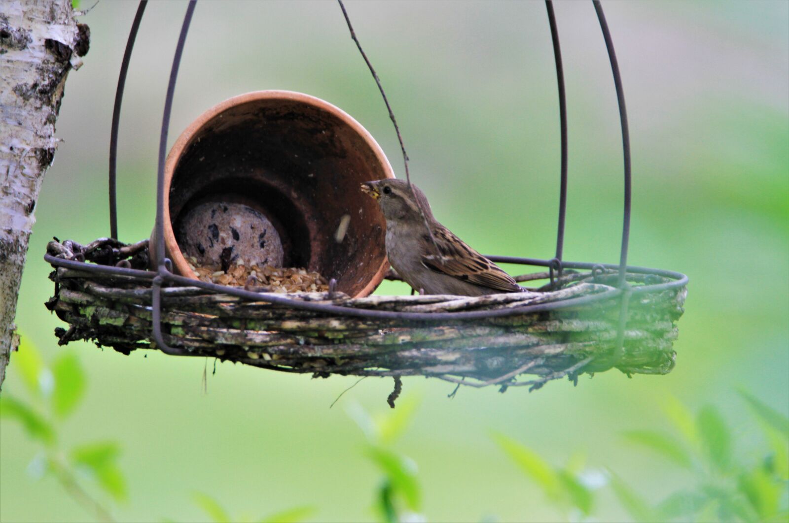 Tamron SP 150-600mm F5-6.3 Di VC USD sample photo. Sparrow, bird, songbird photography