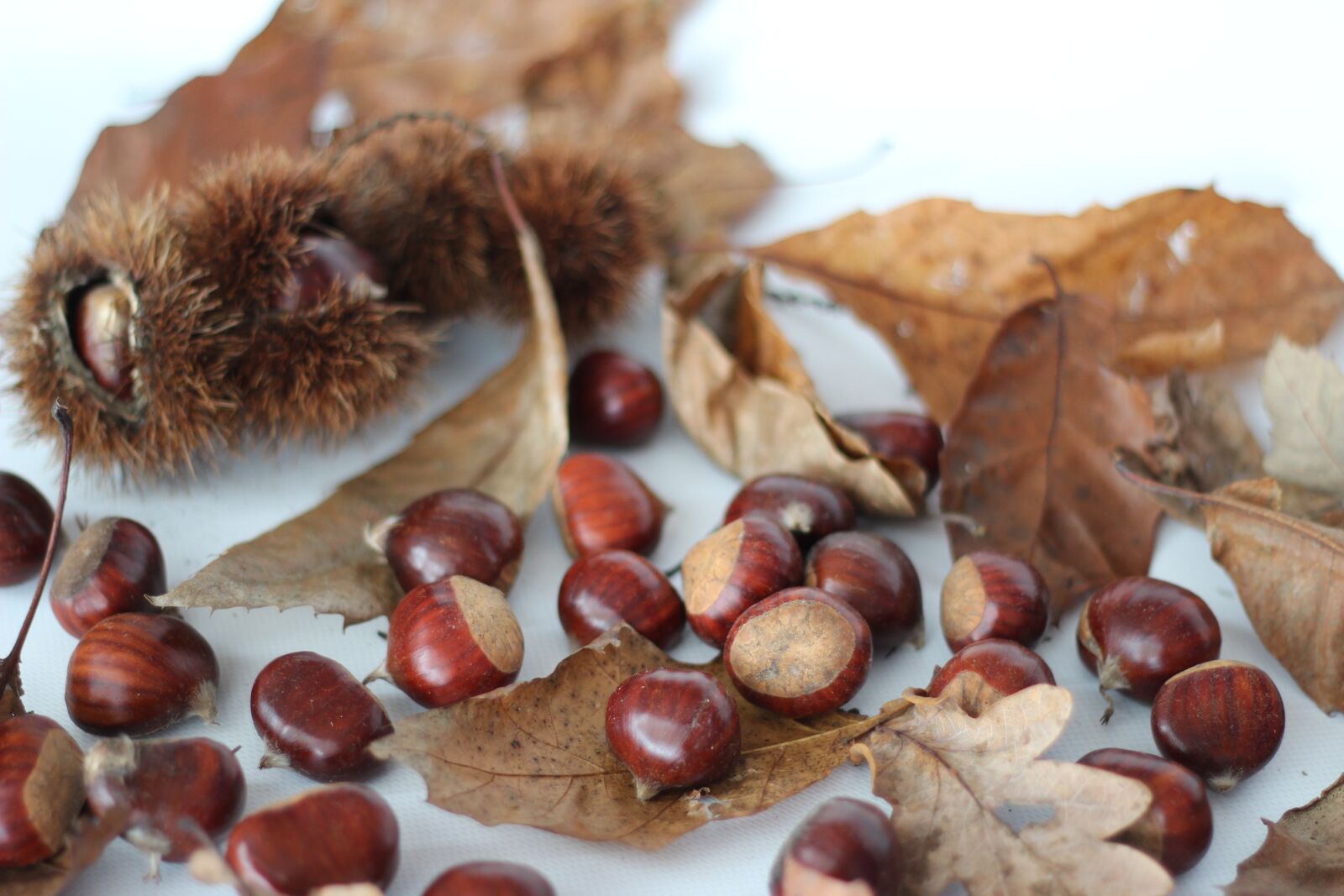 Canon EOS 600D (Rebel EOS T3i / EOS Kiss X5) + Canon EF 50mm F1.8 II sample photo. Chestnuts, autumn, leaves photography