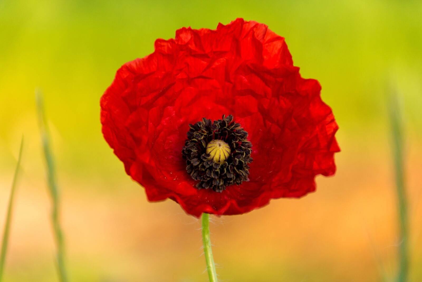 Nikon D7200 sample photo. Poppy, nature, flower photography