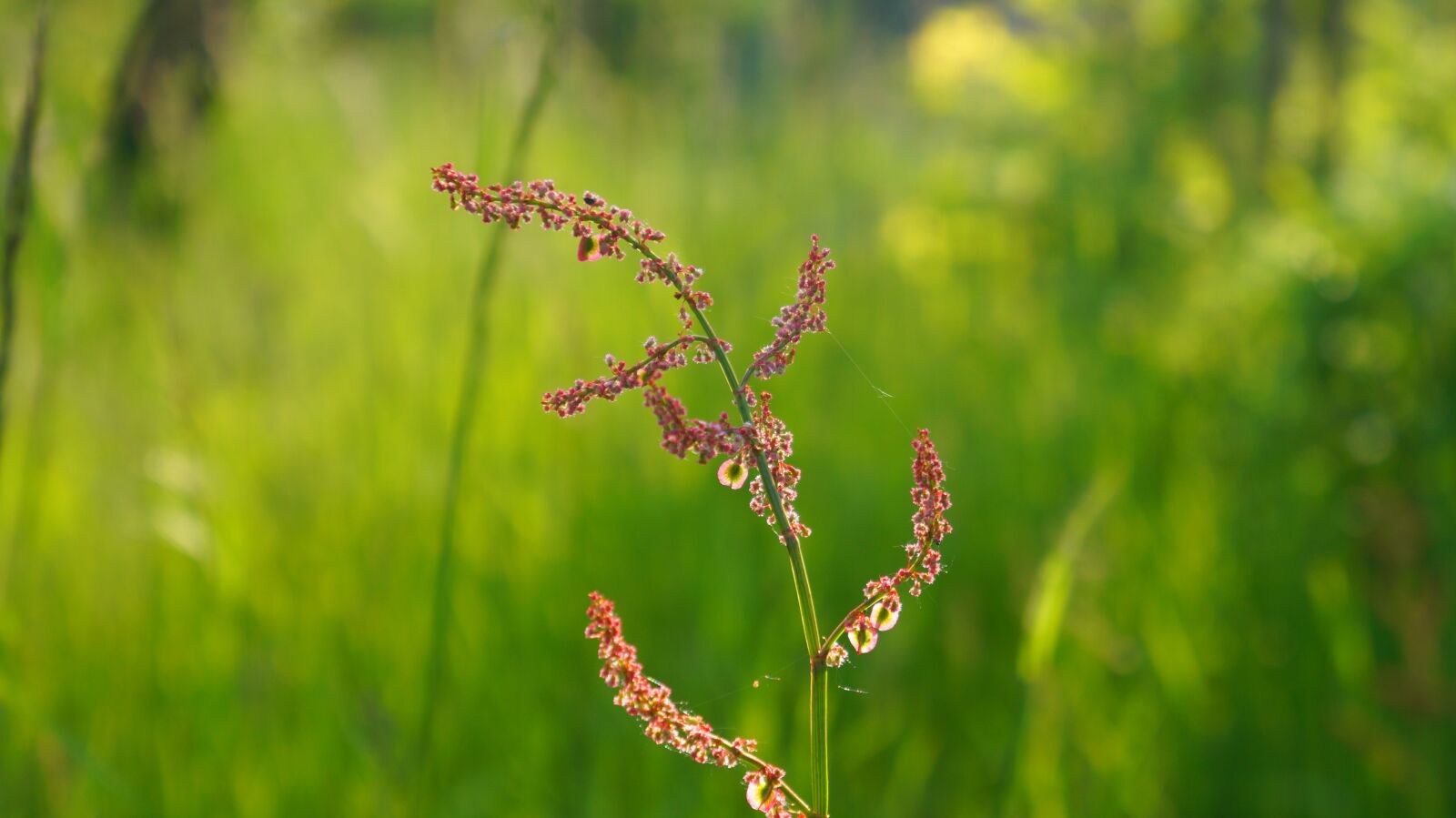 Sony Alpha a3000 sample photo. Nature, plants, meadow photography