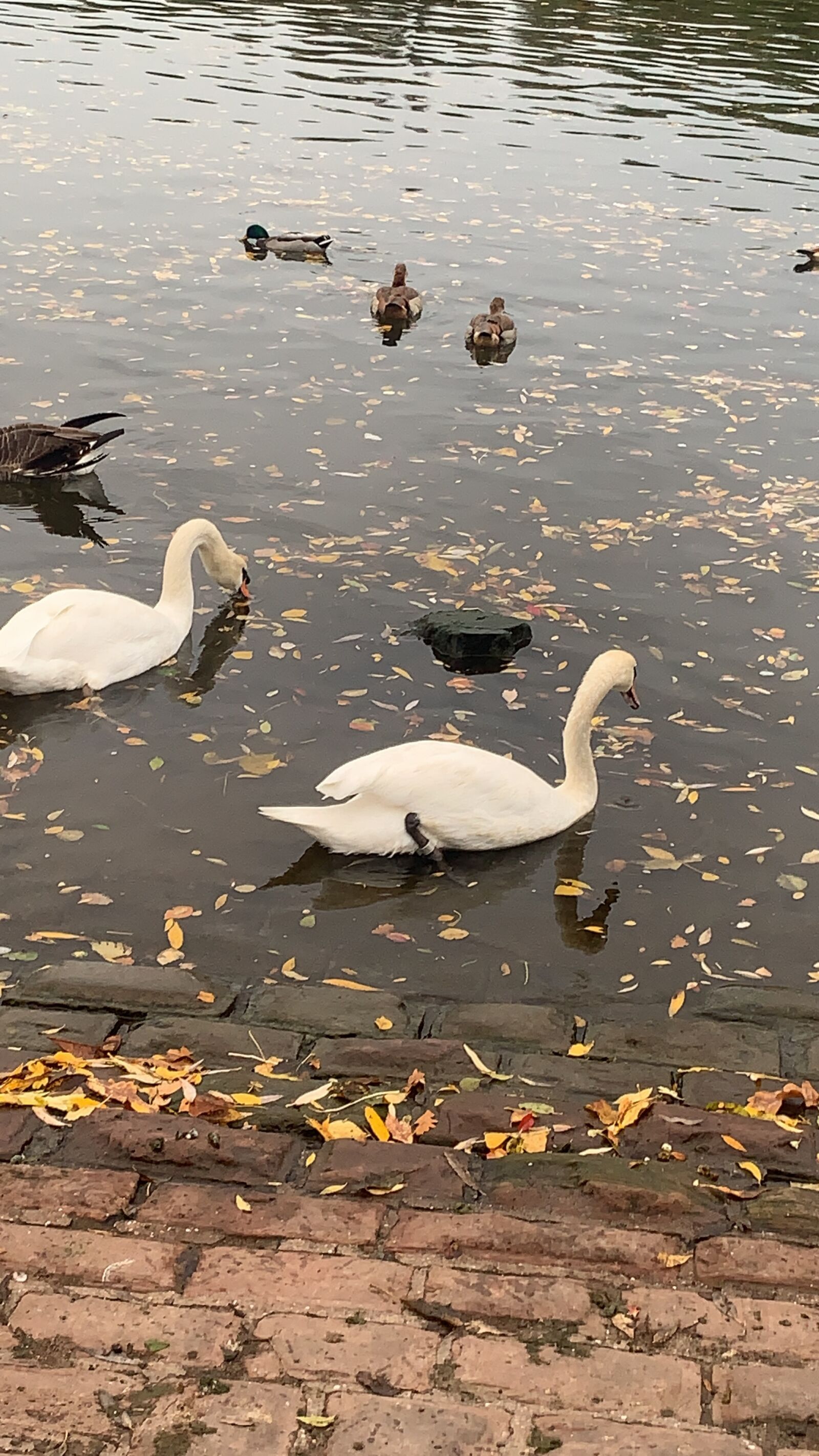Apple iPhone XS Max + iPhone XS Max back camera 4.25mm f/1.8 sample photo. Swan, river, germany photography