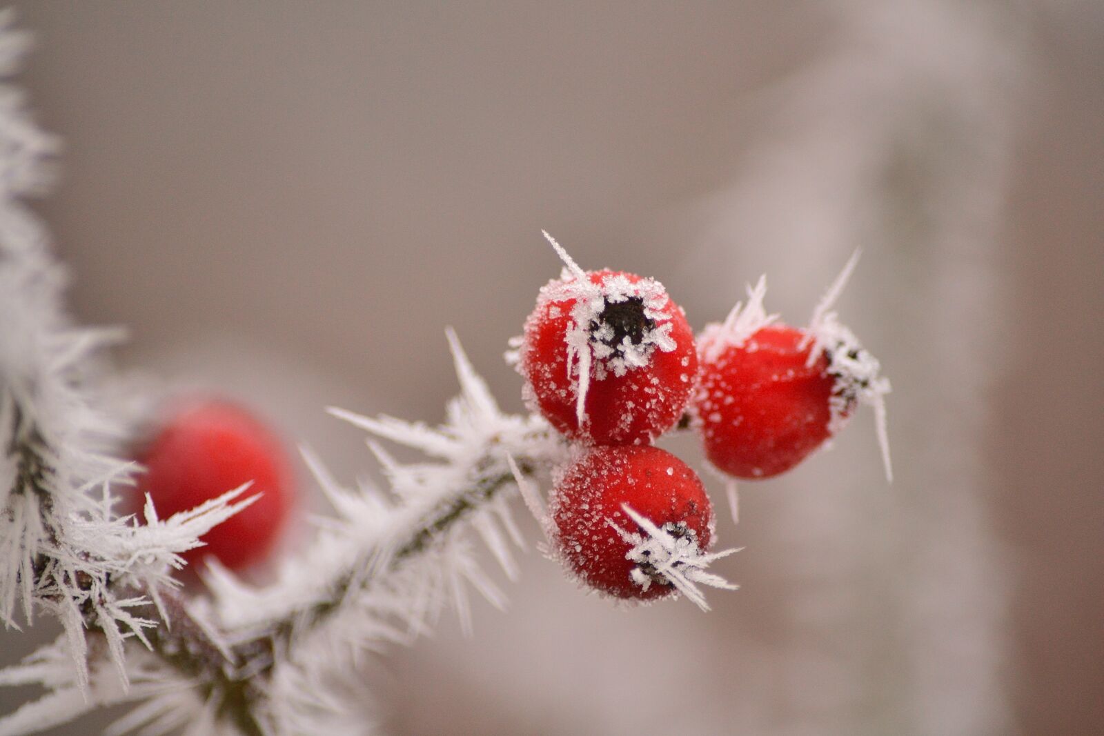 Nikon D3100 sample photo. Winter, darts, nature photography
