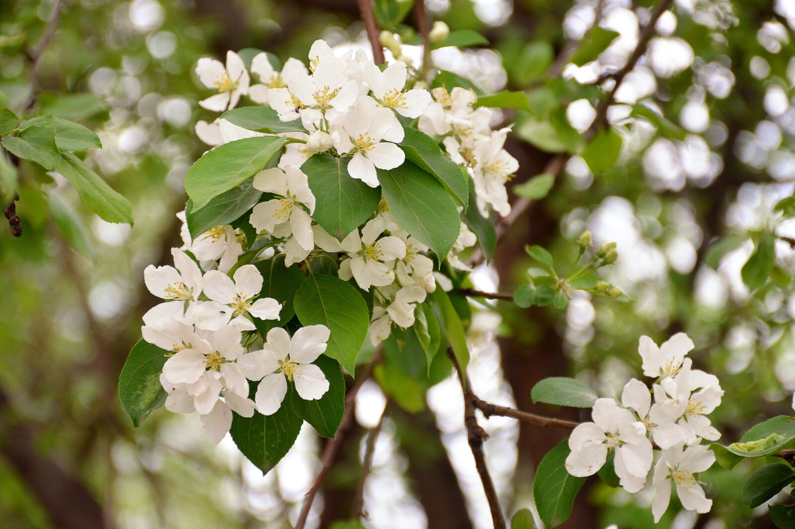 Nikon D3200 sample photo. Apple tree, spring, greens photography
