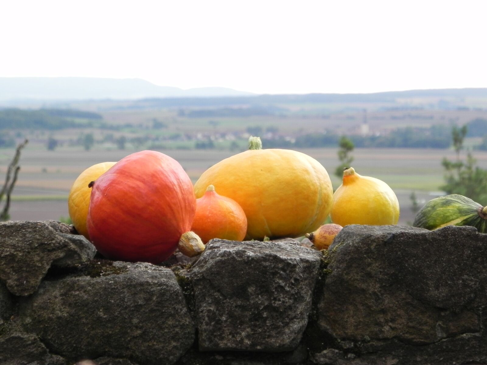 Nikon Coolpix P100 sample photo. Pumpkins, autumn, decoration photography