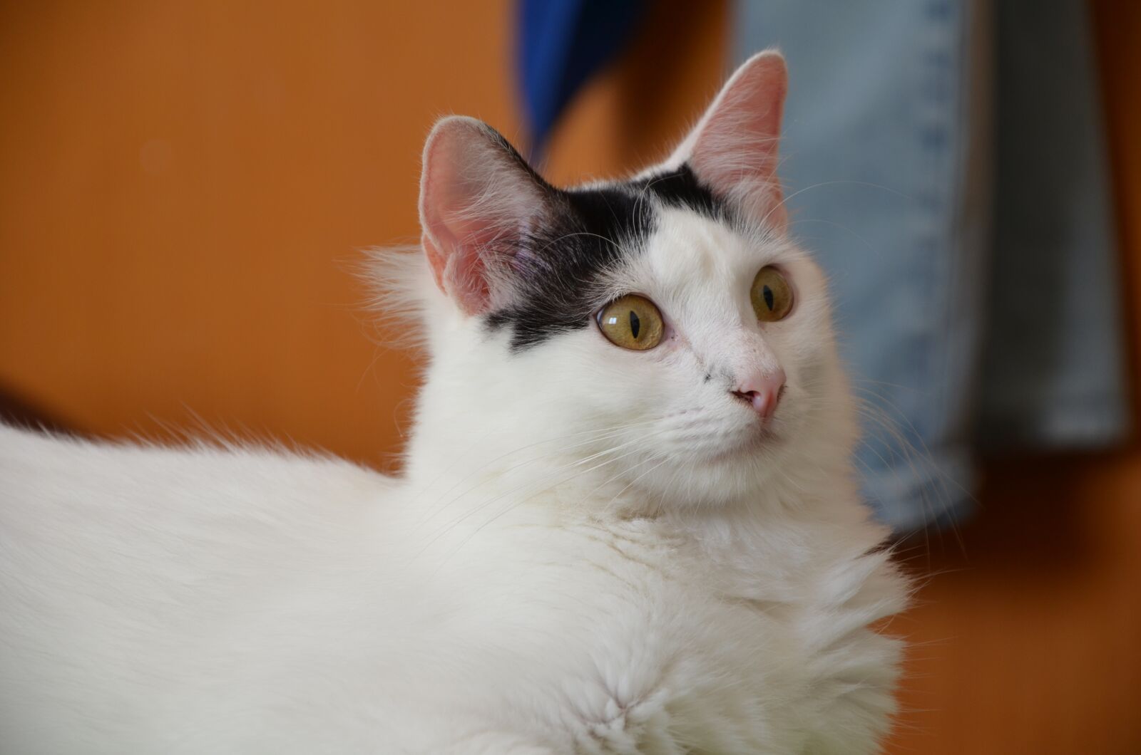 Nikon D5100 sample photo. Cat, white kitten, feline photography