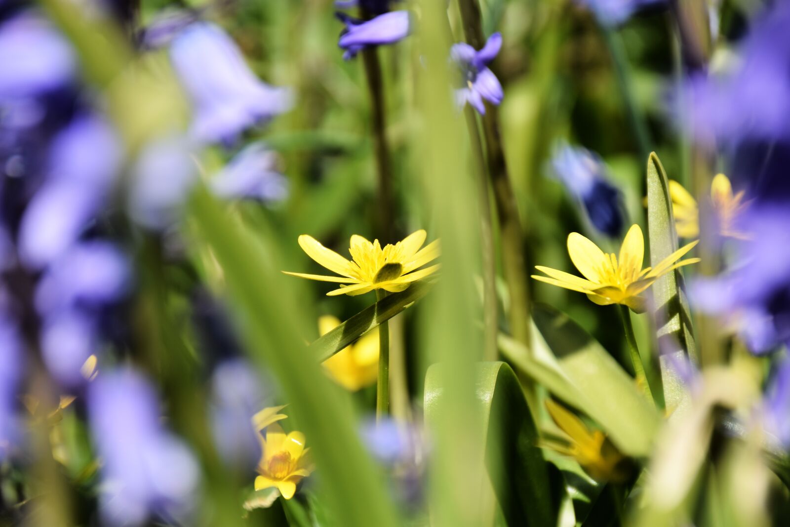 Nikon D7200 sample photo. Lesser celandine, bluebells, flowers photography