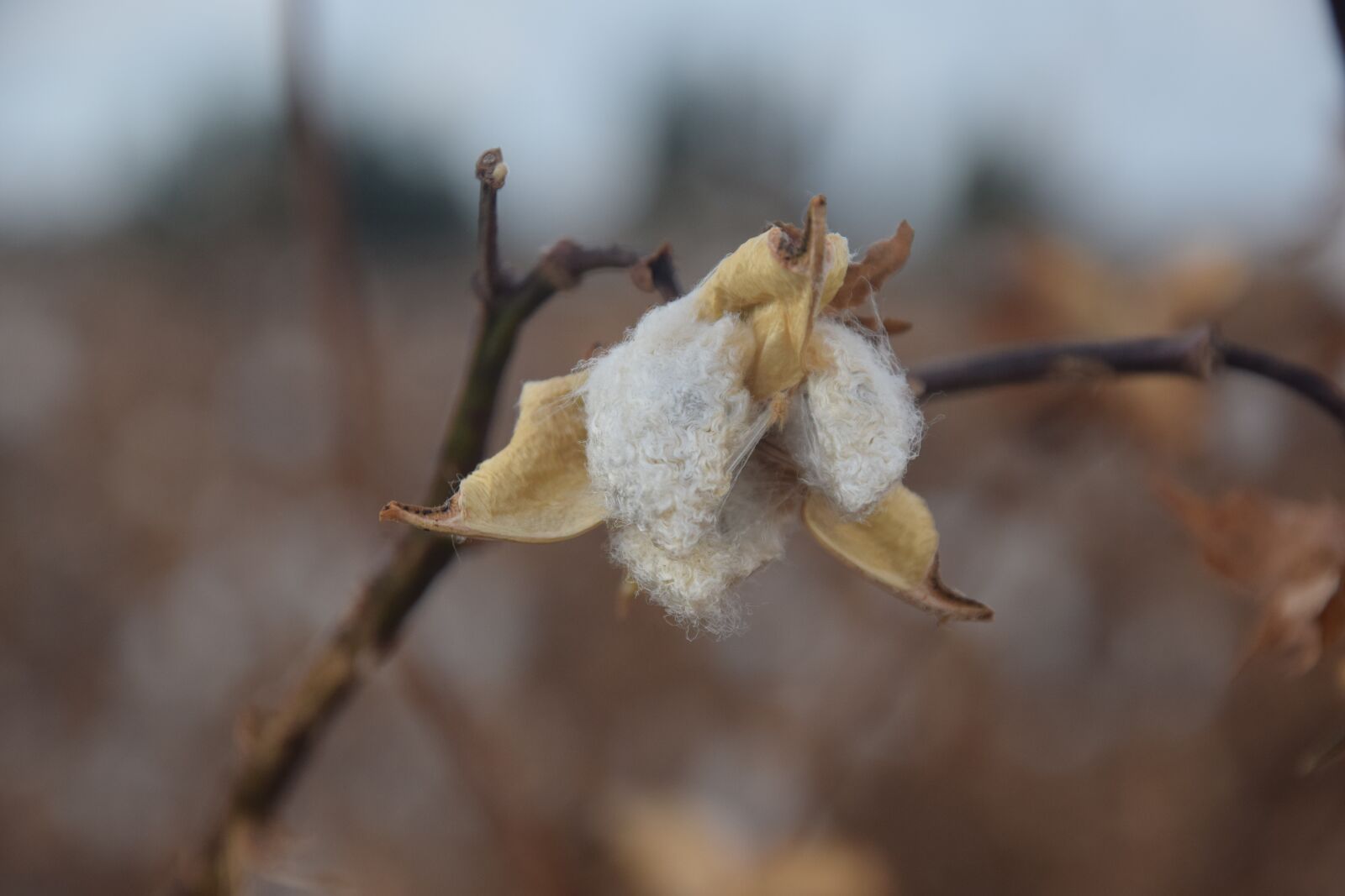 Nikon D3300 sample photo. Cotton, fall, agriculture photography