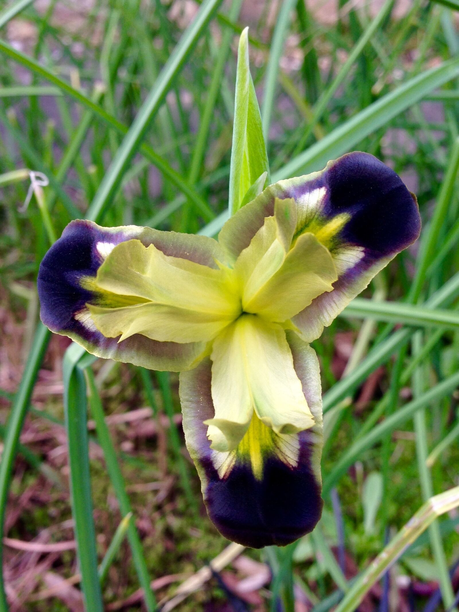 iPhone 5 back camera 4.12mm f/2.4 sample photo. Iris, flower, widow photography