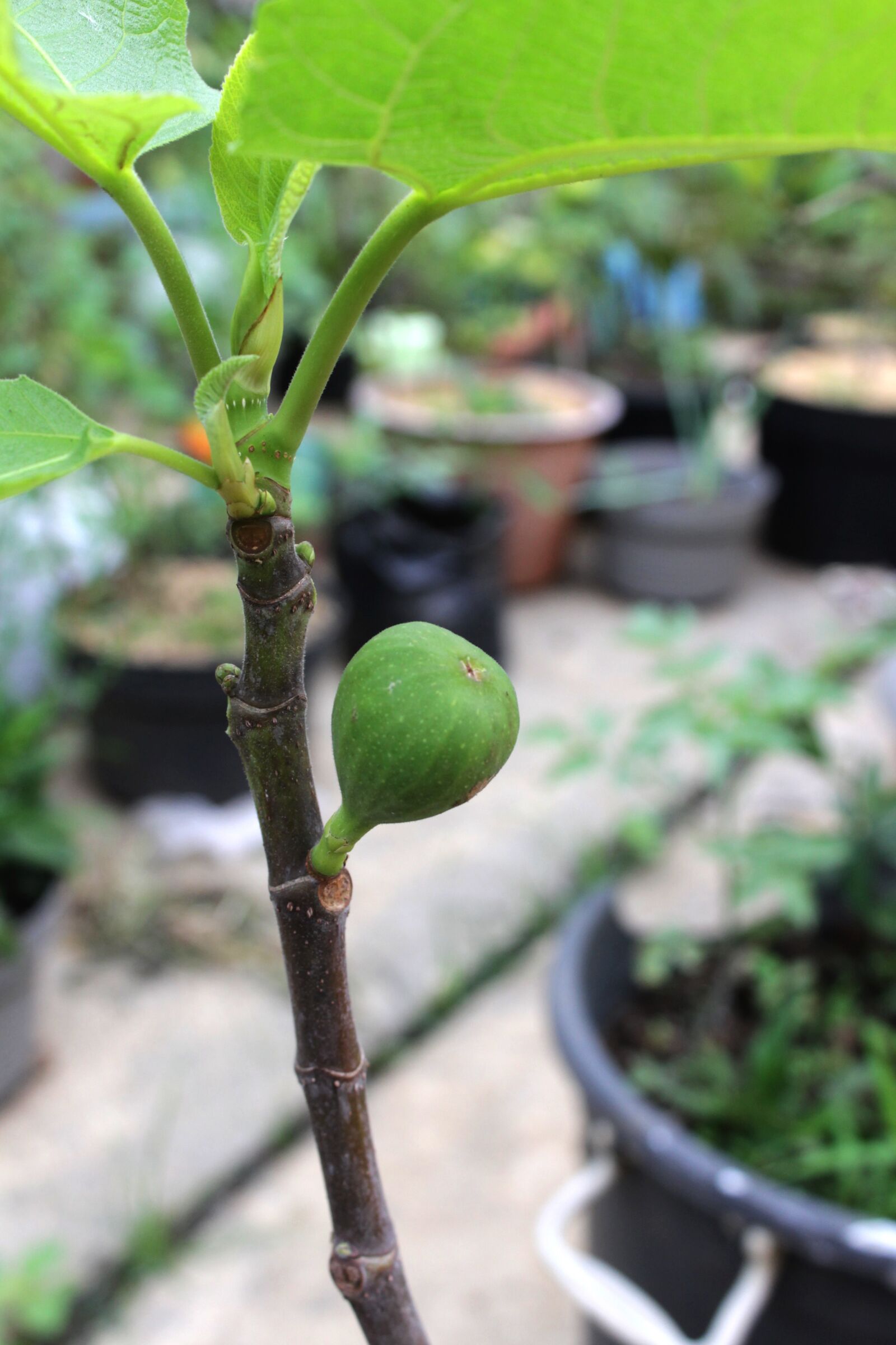 Canon EOS 1100D (EOS Rebel T3 / EOS Kiss X50) sample photo. Fig, fruit, ara photography