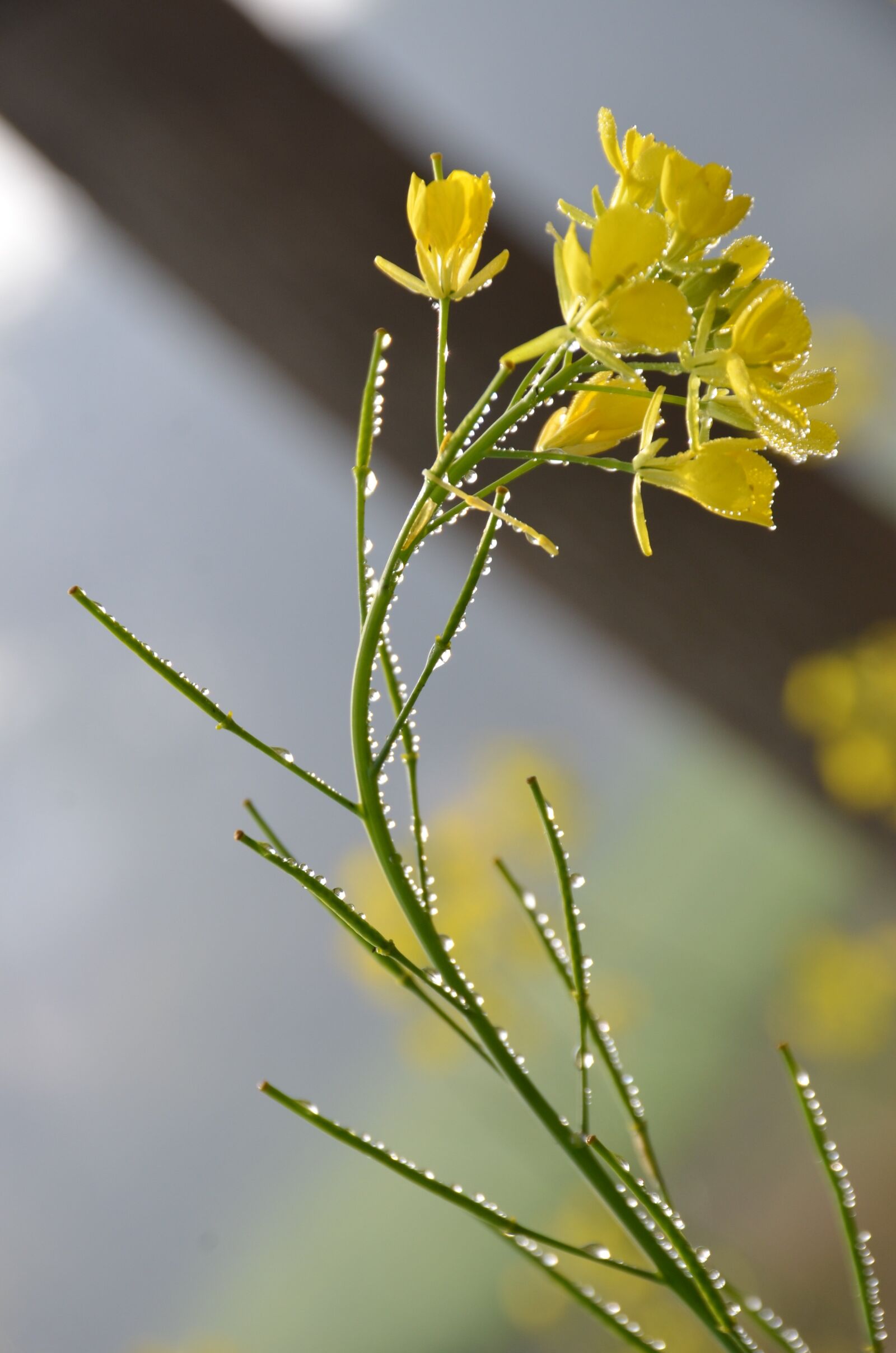 Nikon D7000 sample photo. Flower, mustered, fresh photography