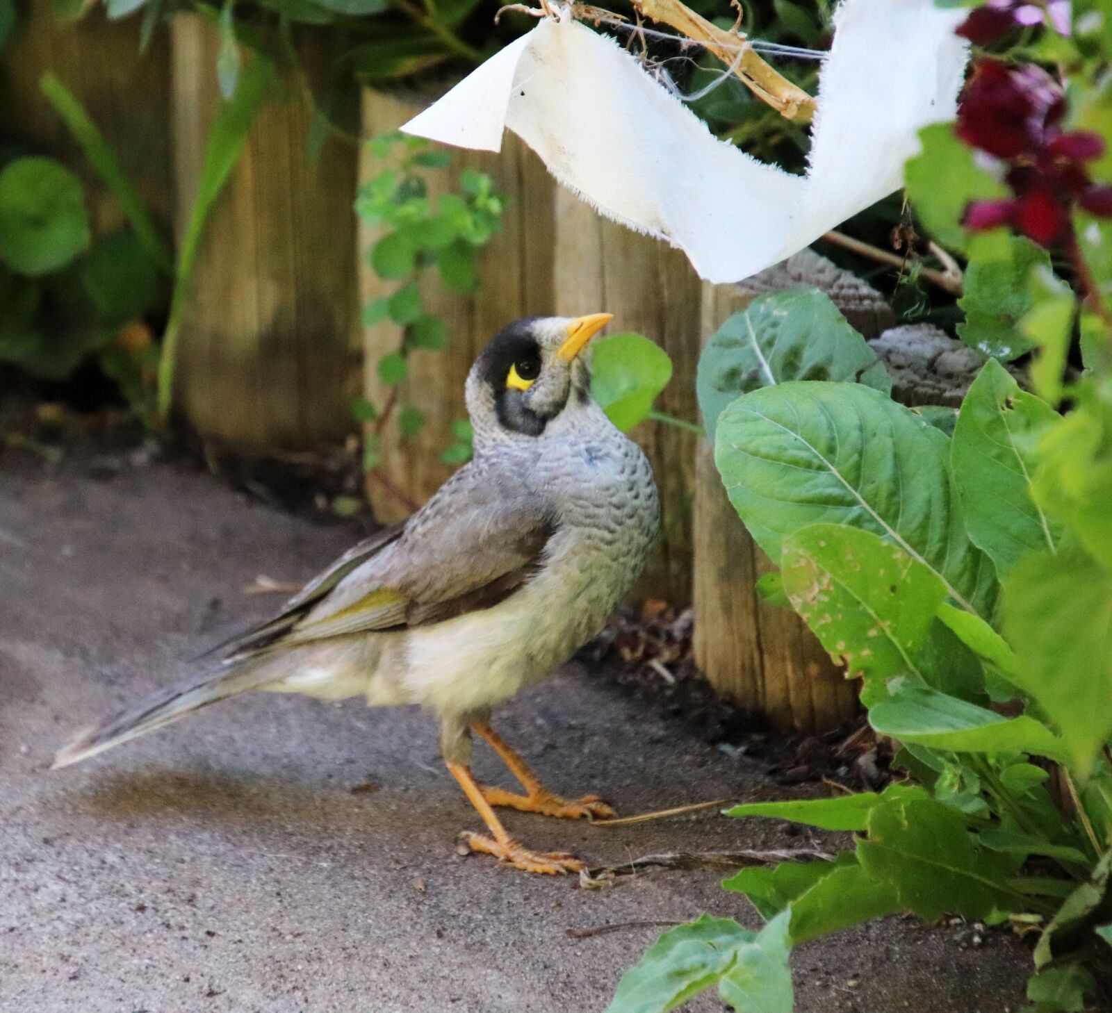 Canon EOS 800D (EOS Rebel T7i / EOS Kiss X9i) sample photo. Bird, noisy miner, honey photography