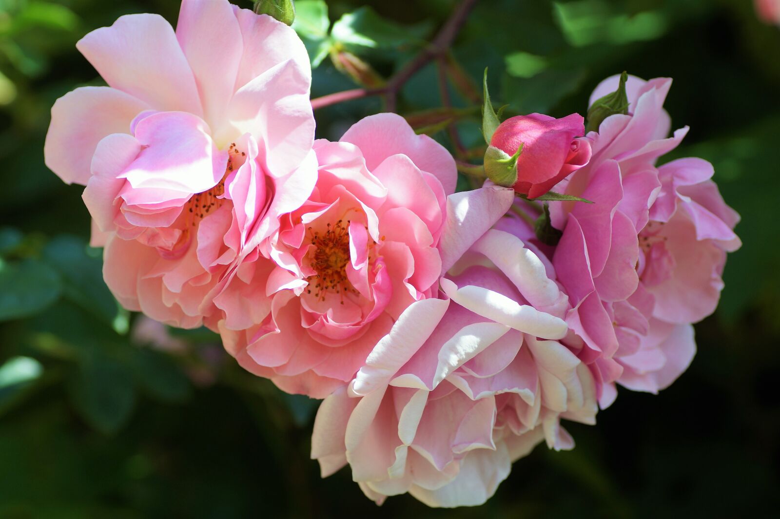 Sony SLT-A58 sample photo. Rose, flowering, pink photography